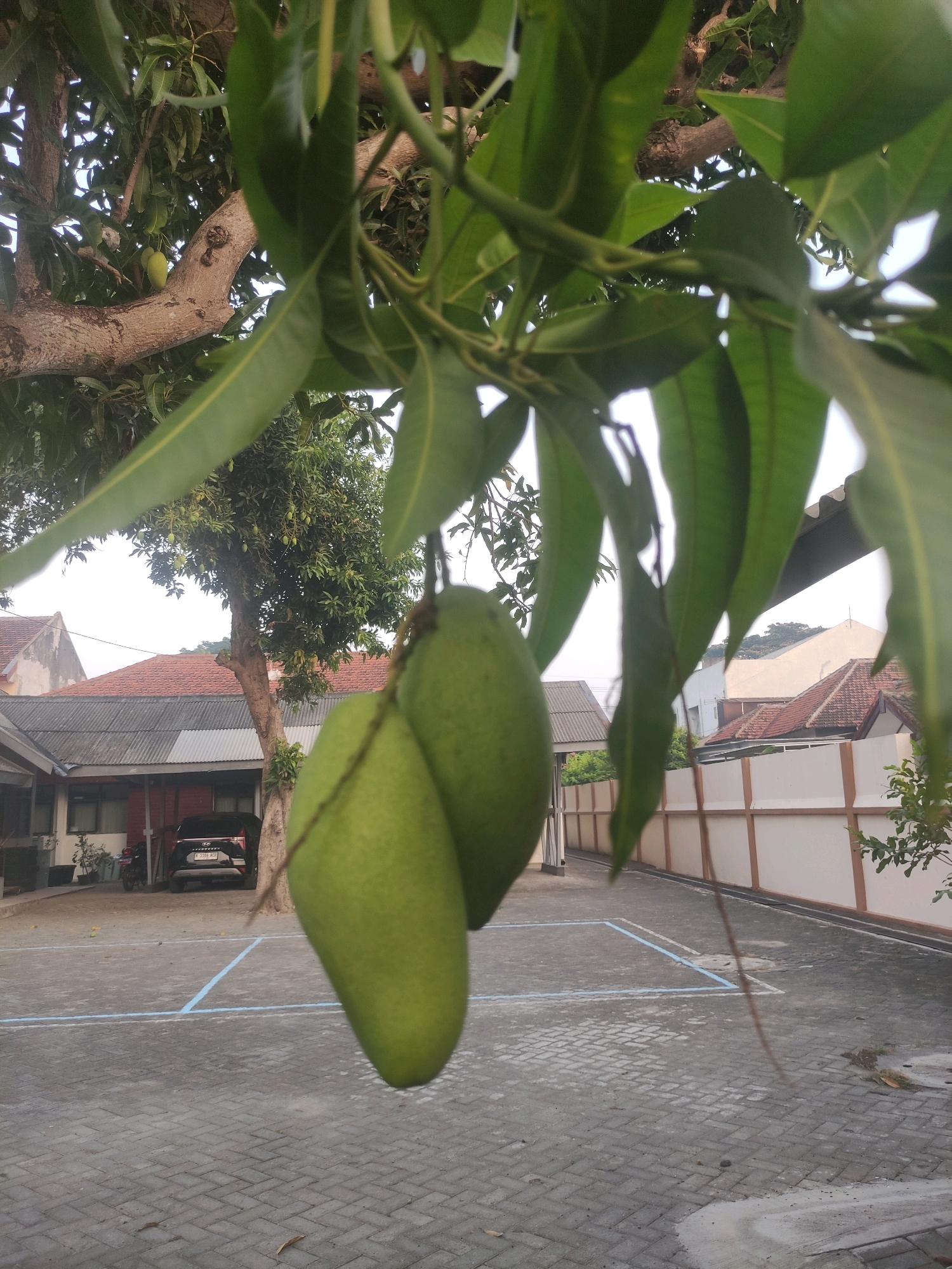 In the foreground of the image, two green mangoes hang from a branch of a mango tree, partially obscuring the view of the background. The mangoes are plump and have a smooth skin. Behind the mangoes, a paved courtyard is visible, marked with blue lines that suggest a game court or parking area. A black SUV with a license plate is parked to the left. Further in the background, traditional Indonesian houses with red-tiled roofs are present, indicating a residential area. The overall scene suggests a backyard or a common outdoor space in a suburban setting in Ngasem, Indonesia. The sky is overcast, casting a soft, diffused light over the entire scene.
