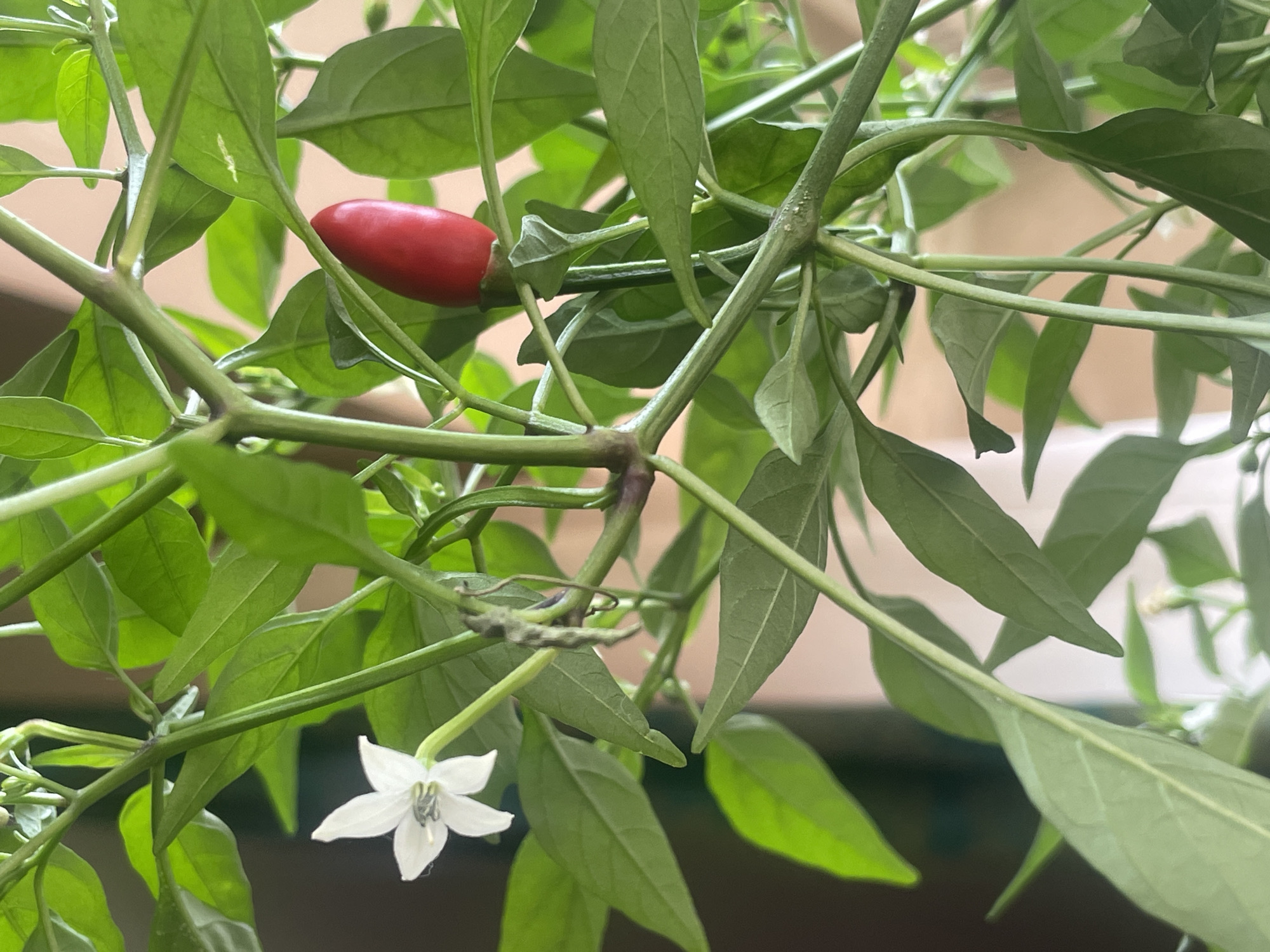 This is a close-up, eye-level, indoor photograph of a pepper plant. The plant has green leaves and stems. One small red pepper and one white flower are visible. The background is blurred and appears to be a wall or furniture, suggesting an indoor setting. The scene is well-lit, with natural light illuminating the plant. There are no people or animals present. The photograph does not provide any information about the location in the city of Sochi, Russia, as it is an indoor shot of a plant.
