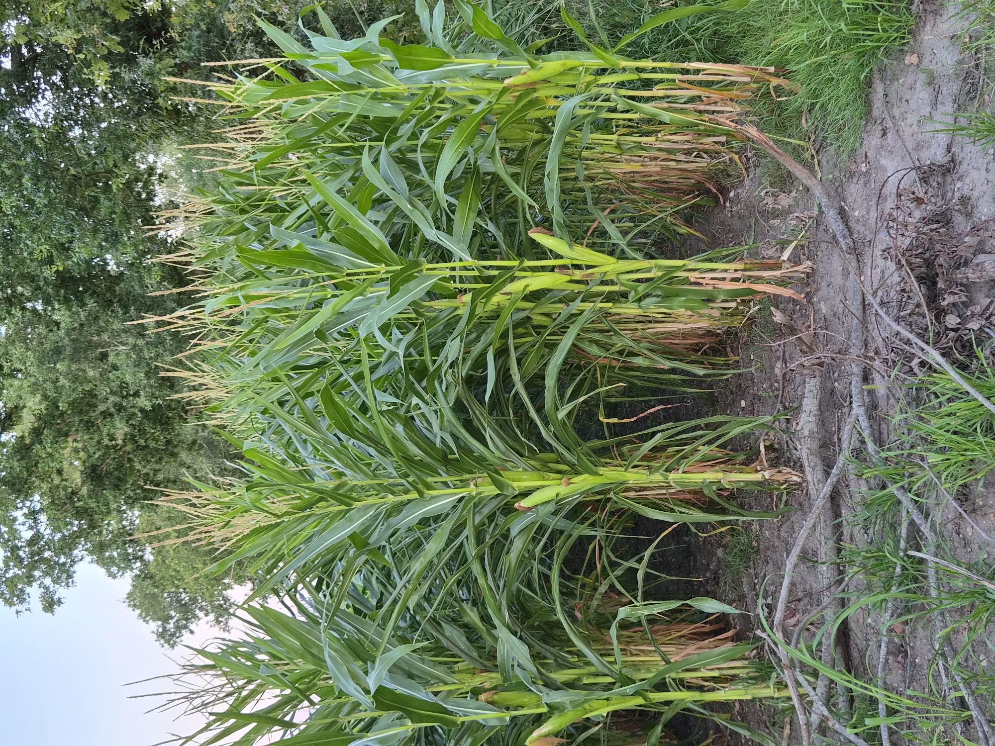 A low-angle, full shot captures a dense field of mature corn stalks in Schiffdorf, Germany. The corn stalks, with their broad green leaves and developing ears, dominate the frame, creating a wall of vegetation. Some stalks show signs of drying at the base, with straw-colored stems. The ground beneath the corn is a mix of dark soil, scattered dry leaves, and broken branches, with patches of green grass growing sporadically. In the background, a line of lush green trees forms a natural border, with the sky visible as a pale blue in the upper left corner. The lighting suggests it is late afternoon or early evening. There are no people or animals visible in the scene.