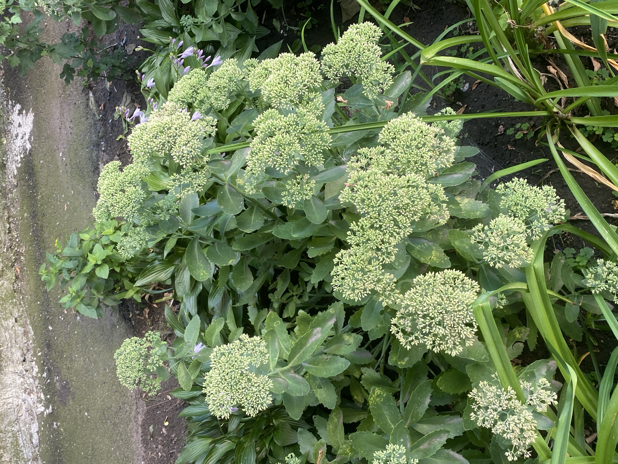 The image shows a cluster of pale green sedum flowers in various stages of bloom, set against a backdrop of lush green foliage. The flowers are densely packed in rounded clusters atop thick, fleshy stems. Some of the sedum leaves appear slightly discolored with light brown or gray spots. Interspersed among the sedum are other plants, including hostas with large, dark green leaves and thin, grass-like foliage in the foreground. In the upper left quadrant of the image, a section of rough, textured pavement or stone wall is visible, bordering a patch of dark soil. A few small, delicate purple flowers are scattered throughout the scene. The overall impression is of a well-established garden bed, likely in a residential or public green space. No people or animals are present. The scene does not provide any specific visual cues to determine its location in Poltava, Ukraine.