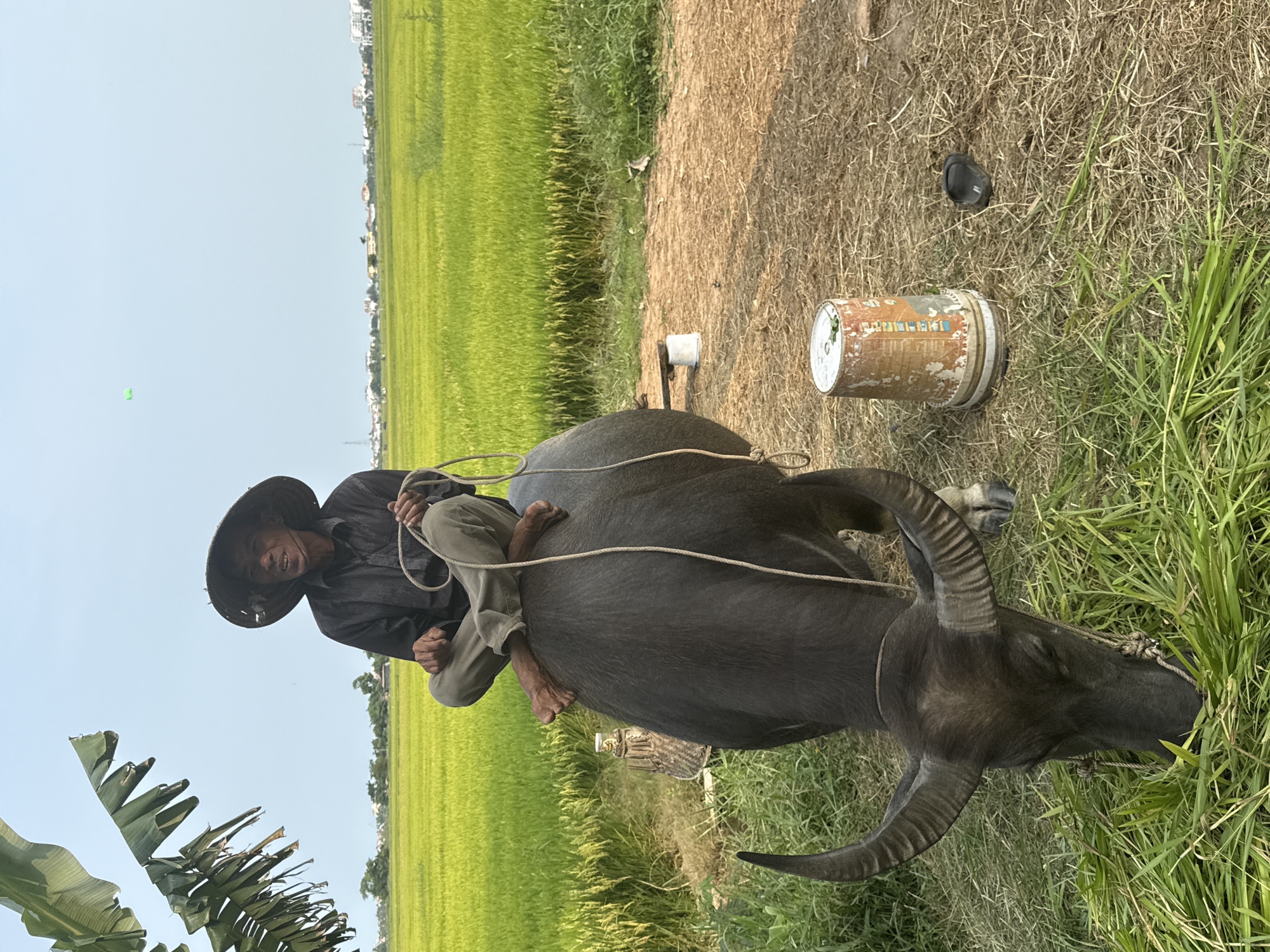 An older man rides a dark water buffalo in a rural Vietnamese landscape, likely Hội An Ward. He is seated barefoot on the animal's back, wearing a traditional straw hat, a dark long-sleeved shirt, and light-colored trousers. The man holds a rope used to guide the buffalo and looks towards the viewer with a calm, slightly smiling expression. The large water buffalo features prominent, curved horns and has its head lowered, seemingly grazing on green grass.
The setting features expansive, vibrant green rice paddies stretching into the distance under a clear, bright blue sky, indicating a sunny day. In the background, beyond the rice fields, a cluster of houses and buildings suggests a nearby village or town. On the grassy ground adjacent to the buffalo, a weathered, rusty bucket with some partially visible text, including the word "LUCKY," and a smaller white container are present. A dark, unidentified object also lies on the ground. Large green banana leaves are visible in the left foreground, contributing to the tropical ambiance. The image captures a serene moment of traditional rural life.