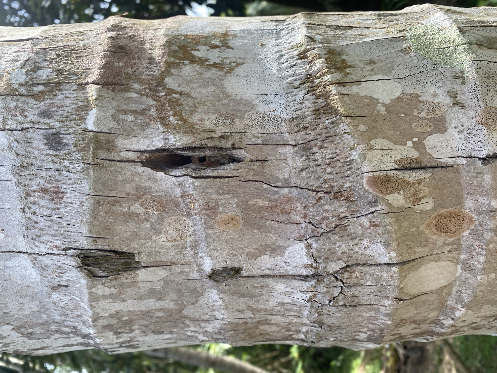 A close-up photograph depicts a section of a tree trunk with a rough, light-gray bark texture. The trunk exhibits vertical indentations and ridges. Two dark holes are visible on the trunk, with one hole appearing slightly larger than the other. There are small cracks and fissures in the bark. Spots of discoloration are present, primarily in light-brown shades. The background features out-of-focus foliage, suggesting a natural environment. The photograph was taken in Baan Don Sai, Thailand.