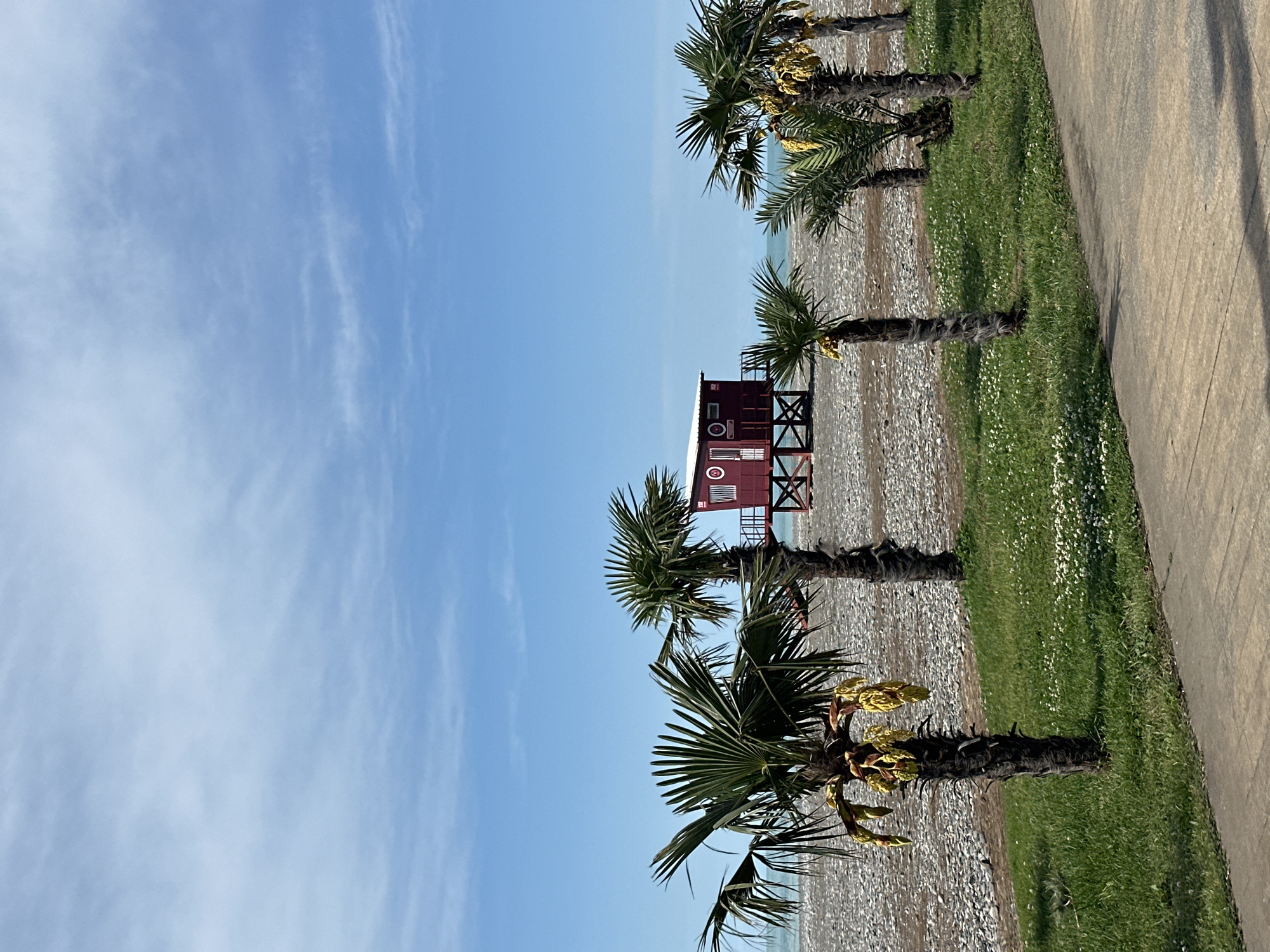 The image shows a beachfront scene in Batumi, Georgia. The sky is a clear blue with faint white clouds. A line of palm trees grows along the edge of the beach, separating it from a grassy area and a concrete walkway. A maroon lifeguard tower stands on the pebble beach, positioned between the palm trees. The Black Sea is visible in the distance. The image captures a tranquil coastal setting.