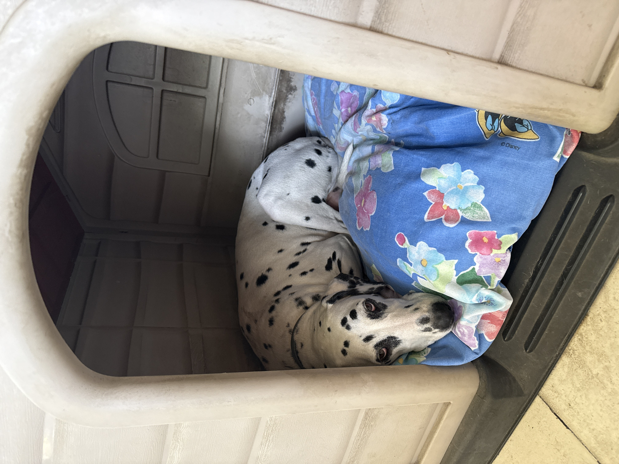 A Dalmatian dog is captured resting inside a light-colored, possibly beige or tan, plastic dog house. The dog is curled up on a vibrant blue blanket or pillow, which is adorned with a floral pattern featuring pink, blue, purple, and green flowers, along with cartoon characters. The text "© Disney" is visible on the bedding near one of the cartoon elements, which resembles Donald Duck's feet and head.
The dog, with its distinctive white coat and black spots, has its head turned towards the viewer, displaying a calm, somewhat sleepy expression. Its eyes are open, looking directly at the camera. The interior walls of the dog house are visible, showing a ribbed or paneled texture, and one side features a molded relief pattern resembling a window with four panes.
Bright, natural lighting suggests it is daytime. A dark gray or black plastic rim of the dog house is visible in the foreground, bordering a light-colored tiled or concrete floor outside the kennel. The scene portrays the dog comfortably settled in its enclosure, located in Xochitepec, Mexico.