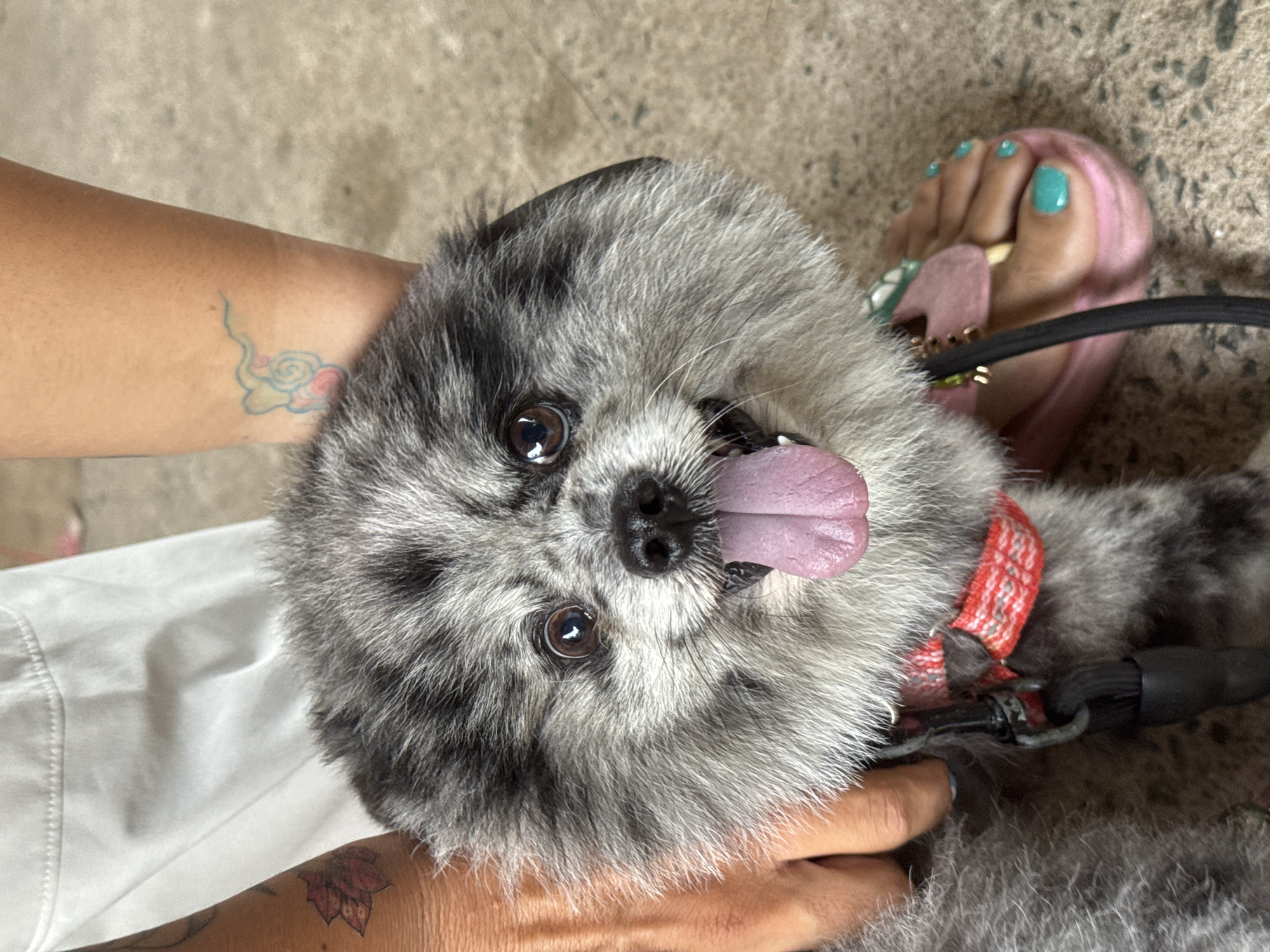 A close-up, head-on, eye-level shot captures a fluffy Pomeranian dog with gray and black fur. The dog's tongue is lolling out, and its eyes are open and alert. It is wearing a red and white patterned collar and a black leash. The dog's face is partially obscured by a person's hands, one of which is holding its face. In the background, a person's legs wearing white pants and pink sandals with turquoise-painted toenails are visible. The ground is concrete. The image appears to be taken outdoors, likely in a public space. No specific landmarks or city features are identifiable within the image to pinpoint a location within Mũi Né, Vietnam.