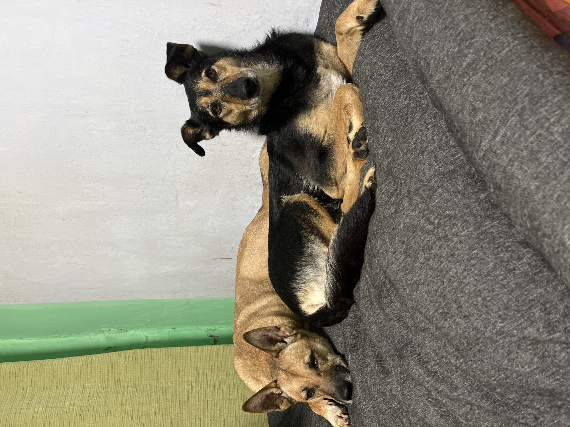 Two dogs are resting on a gray sofa. The dog in the foreground has tan fur and is lying on its side with its head on the sofa. The dog in the background has black and tan fur and is curled up on the sofa, with its head resting on the tan dog. Both dogs appear to be relaxed. The background shows a wall painted white and a green stripe, suggesting an indoor setting. The lighting is dim, possibly indicating evening or a poorly lit room. The image seems to be taken from a slightly elevated angle, looking down at the dogs.