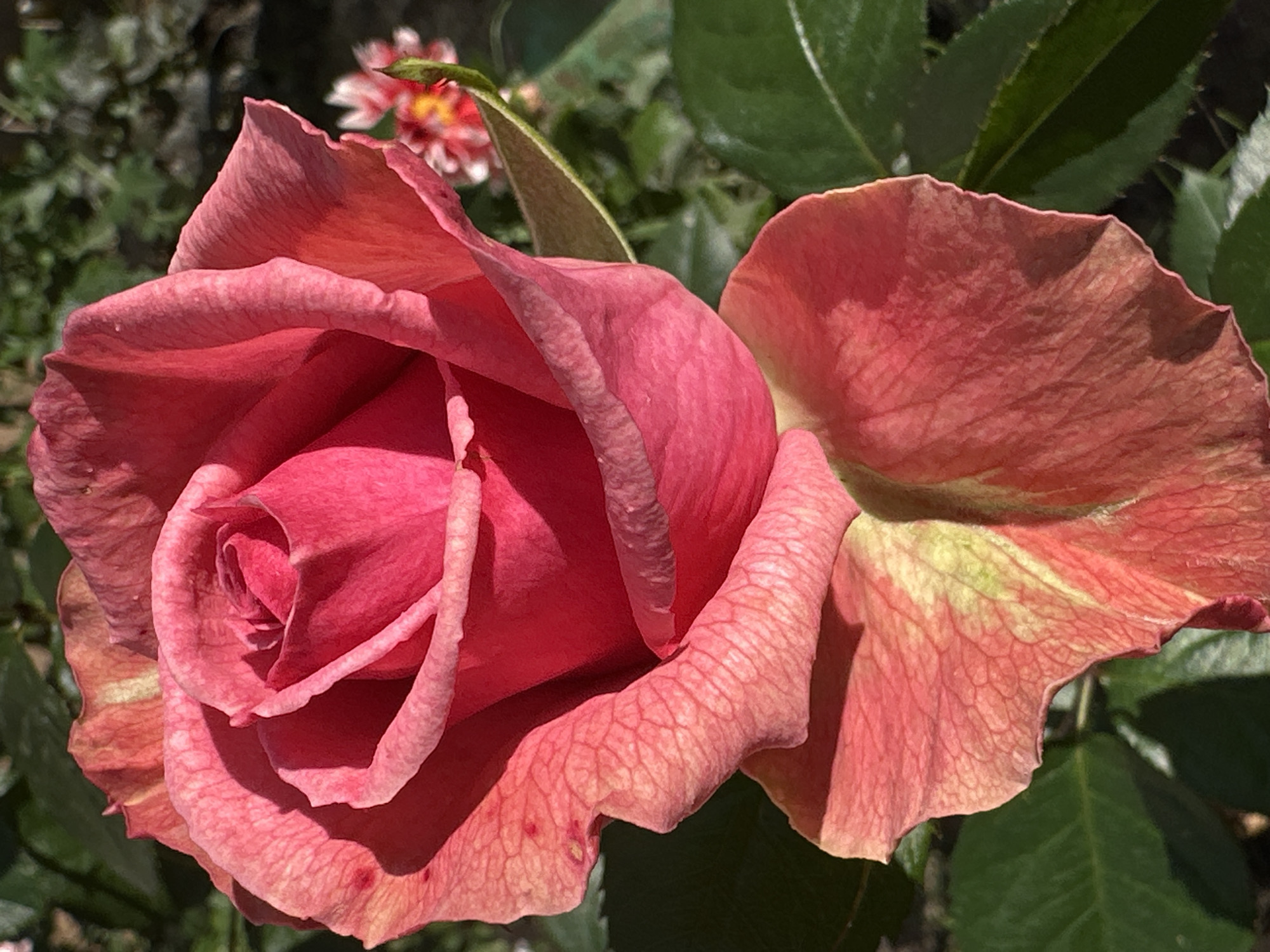 This is a close-up, outdoor, eye-level photograph of a single, partially opened pink rose. The rose is the primary subject and occupies the majority of the frame, with its petals unfurling to reveal the tightly curled center. The petals display a gradient of color, transitioning from a deep, vibrant pink in the center to a softer, more muted coral-pink towards the edges, with hints of yellow and green blushing on the lower outer petals. The texture of the petals is visible, showing delicate veins and slight imperfections.
In the blurred background, out-of-focus green rose leaves are visible, indicating the rose is part of a larger bush or garden. To the upper right, a small cluster of out-of-focus, smaller pink and white flowers with yellow centers can be seen. The lighting suggests it is daytime, with sunlight casting shadows on the rose petals, highlighting their form and texture. There are no people or discernible man-made objects in the frame.
The image does not provide any specific visual information to determine its location in Podolsk, Russia.