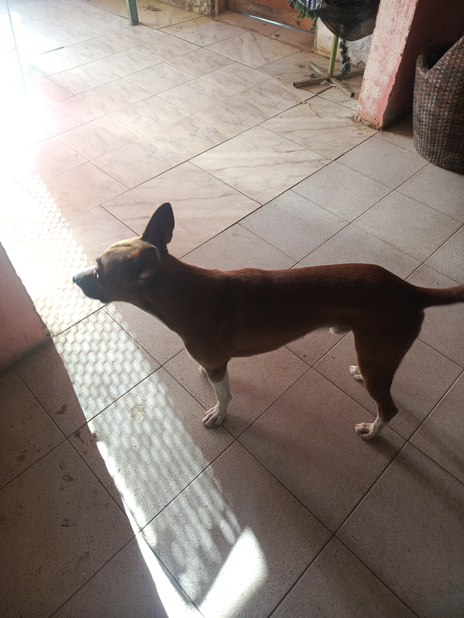 A brown and white dog stands on a tiled floor, illuminated by a stream of sunlight. The location is indoors, in a space with light-colored, square tiles. In the background, there are glimpses of outdoor elements, including a plant stand and a woven basket. Juan Griego, Venezuela, is not directly evident from the visual elements of the image.