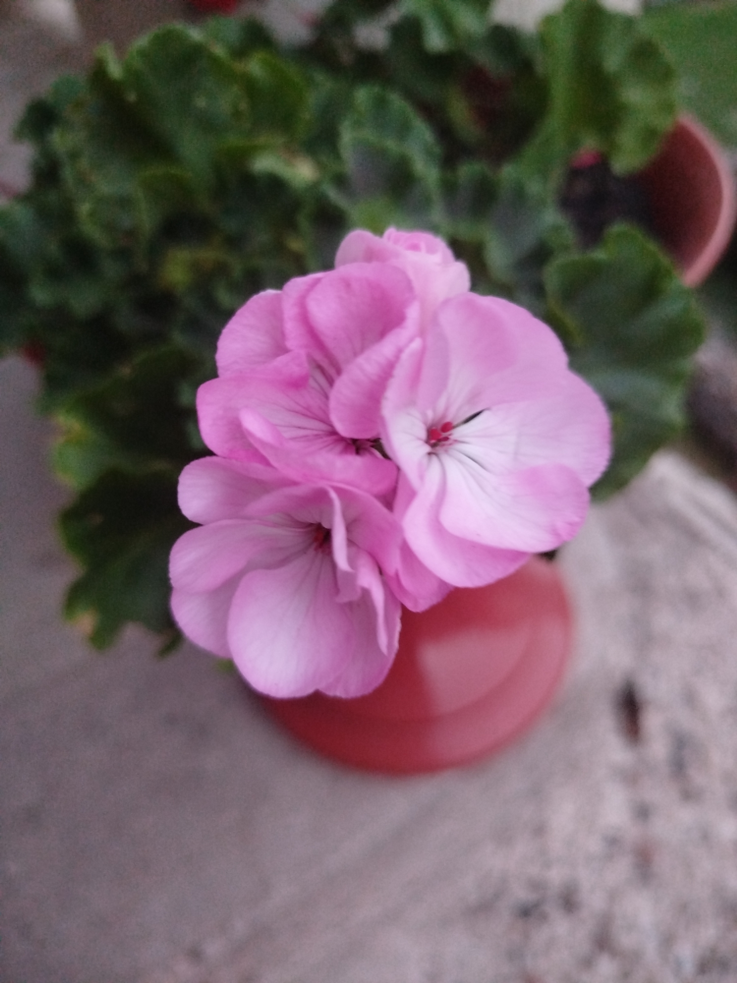 A close-up, shallow depth-of-field shot focuses on a cluster of delicate pink geranium petals. The petals are layered and slightly ruffled, with fine, dark veins radiating from the center of the flower. The flower's center is a muted red and white. In the background, out of focus, are lush green geranium leaves and a glimpse of a reddish-orange pot. The scene appears to be outdoors, on a textured, pale gray surface, possibly concrete or stone, with small dark flecks scattered across it. The overall impression is one of natural beauty and tranquility, likely within a garden or planted area in Nimoreni, Moldova. There are no people or animals visible in the image.
