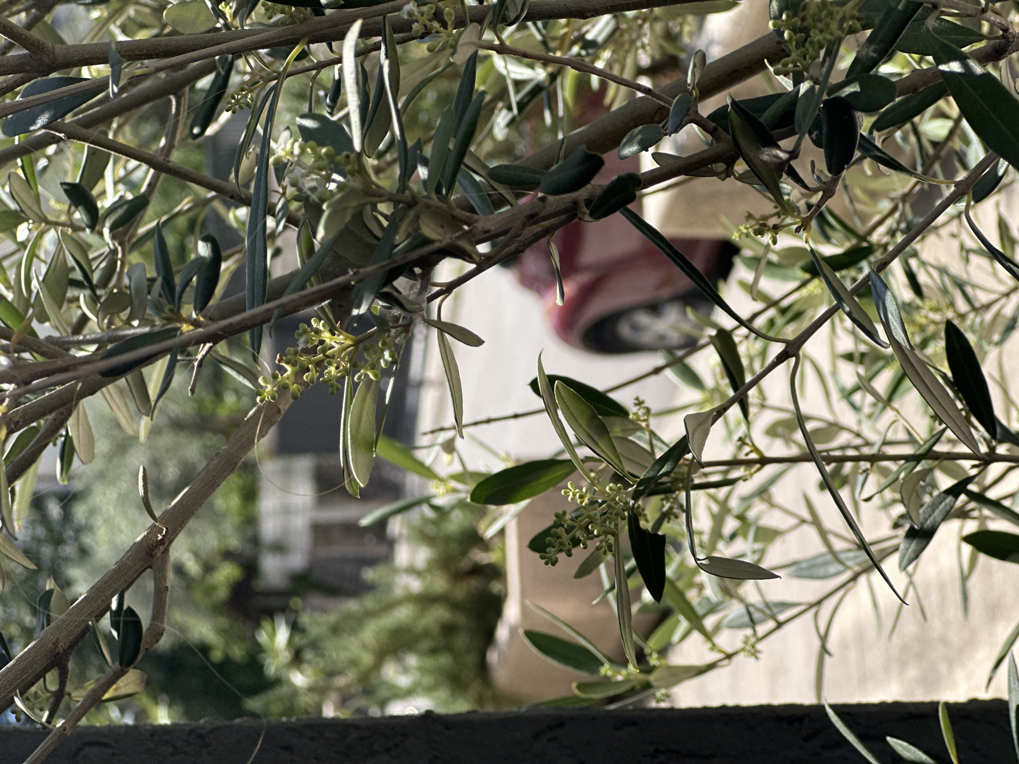 The image shows branches of an olive tree laden with leaves and flower buds. The tree is in a residential area in Budva, Montenegro. A red car is parked on a street behind the tree. A wall and other buildings are visible in the background. The sky is obscured by the tree branches. The light is bright and sunny, casting shadows on the leaves and branches.