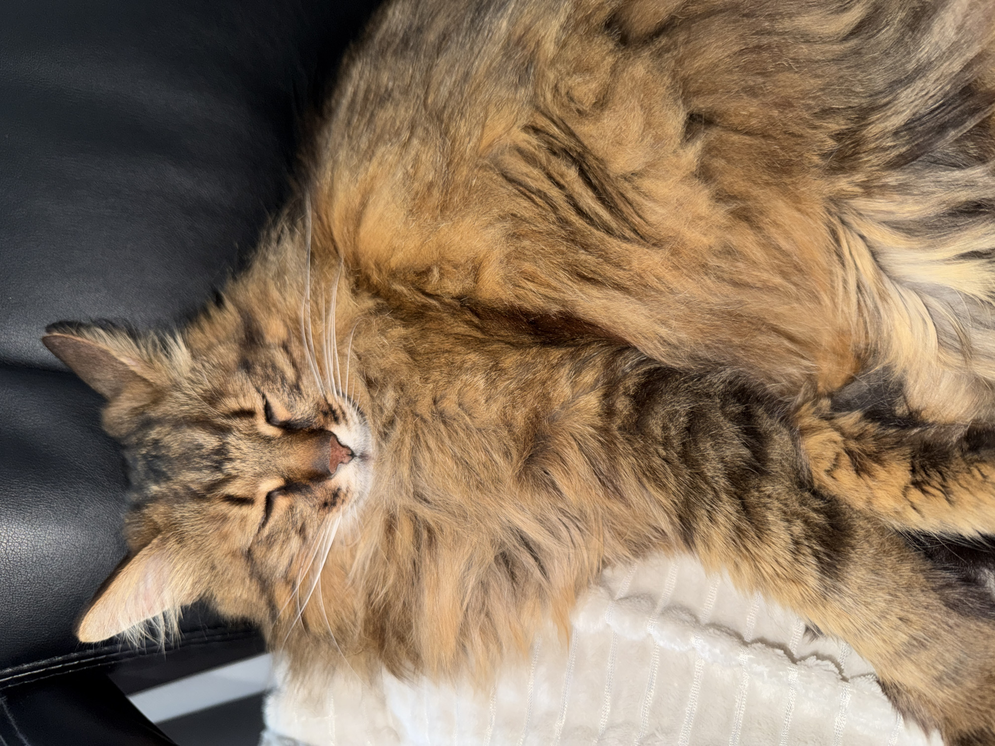 A long-haired tabby cat with brown and orange fur is sleeping on a white, textured blanket. The cat's eyes are closed, and its head is resting on its paws. Sunlight is shining on the cat, highlighting its fur. The cat is lying on a chair with a black leather backrest. The scene is indoors. There is no information available about the location being in Kyiv, Ukraine.