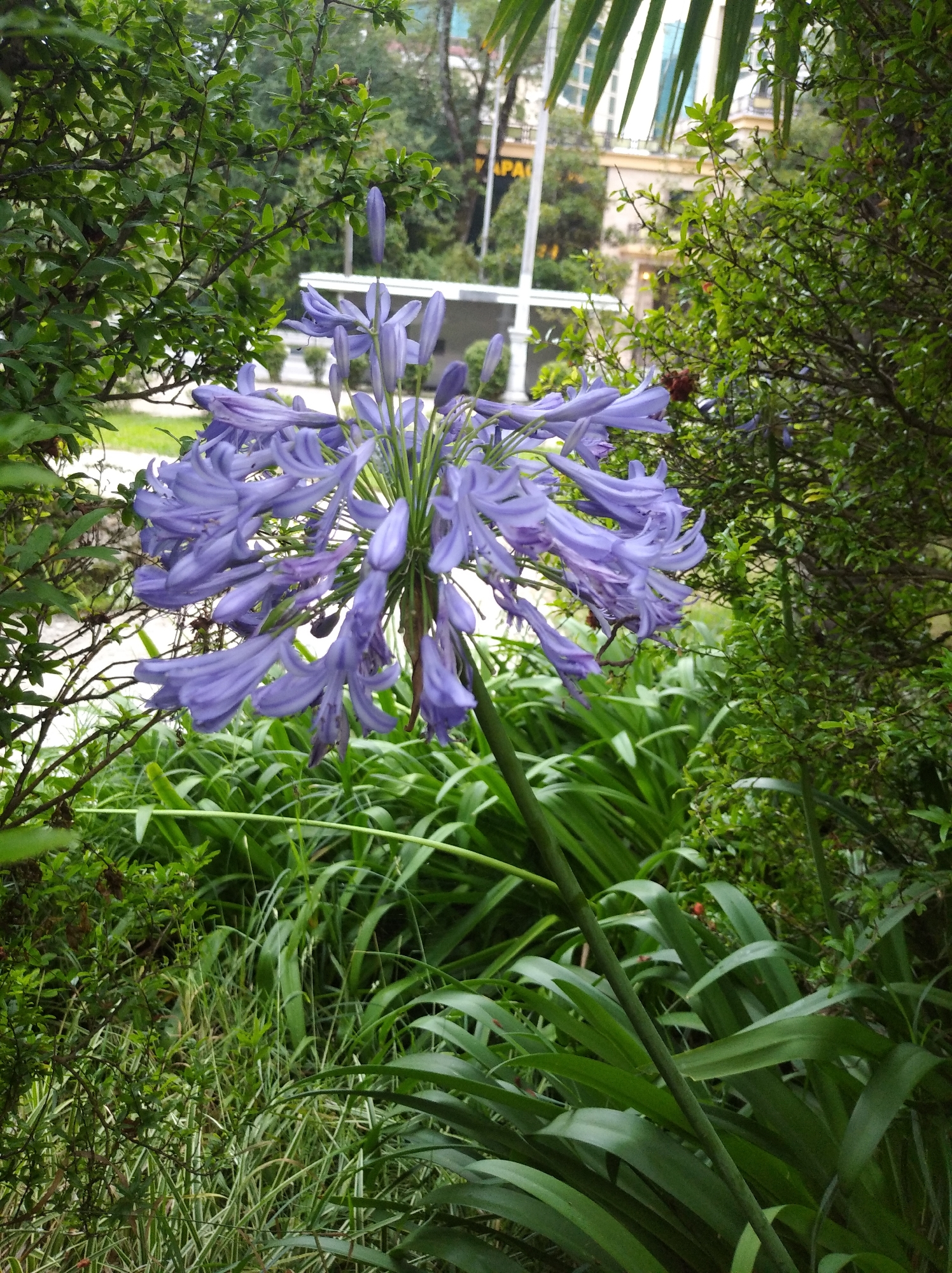 The image depicts an Agapanthus flower with striking blue petals, a prominent subject in the foreground. The flower is surrounded by lush green foliage, creating a natural and vibrant setting. In the background, there are hints of urban elements, suggesting the location is within a city. Specifically, the presence of buildings and what appears to be infrastructure, like a white railing or structure, points towards a park or garden within the city. The overall impression is of a well-maintained green space in an urban environment. Without additional context or visual cues explicitly identifying Sochi, Russia, the location cannot be definitively confirmed from the image alone.