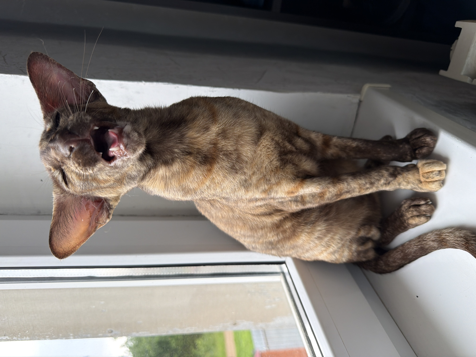 A vertical, eye-level shot captures a slender tabby cat with large, pointed ears yawning widely while perched on a windowsill. The cat's mouth is open, revealing its pink tongue and tiny teeth. Its fur is a mixture of brown and black stripes, typical of a tabby pattern. The cat is positioned on a white ledge, with a window to its left showing a blurred outdoor scene of greenery and some red-tiled rooftops. The time of day appears to be daytime, with natural light illuminating the scene. The overall mood is relaxed, perhaps capturing a moment of a cat waking up or stretching. The background consists of dark, blurred shapes which could indicate indoor furniture or a wall. The location context is Chaikovsky, Russia.