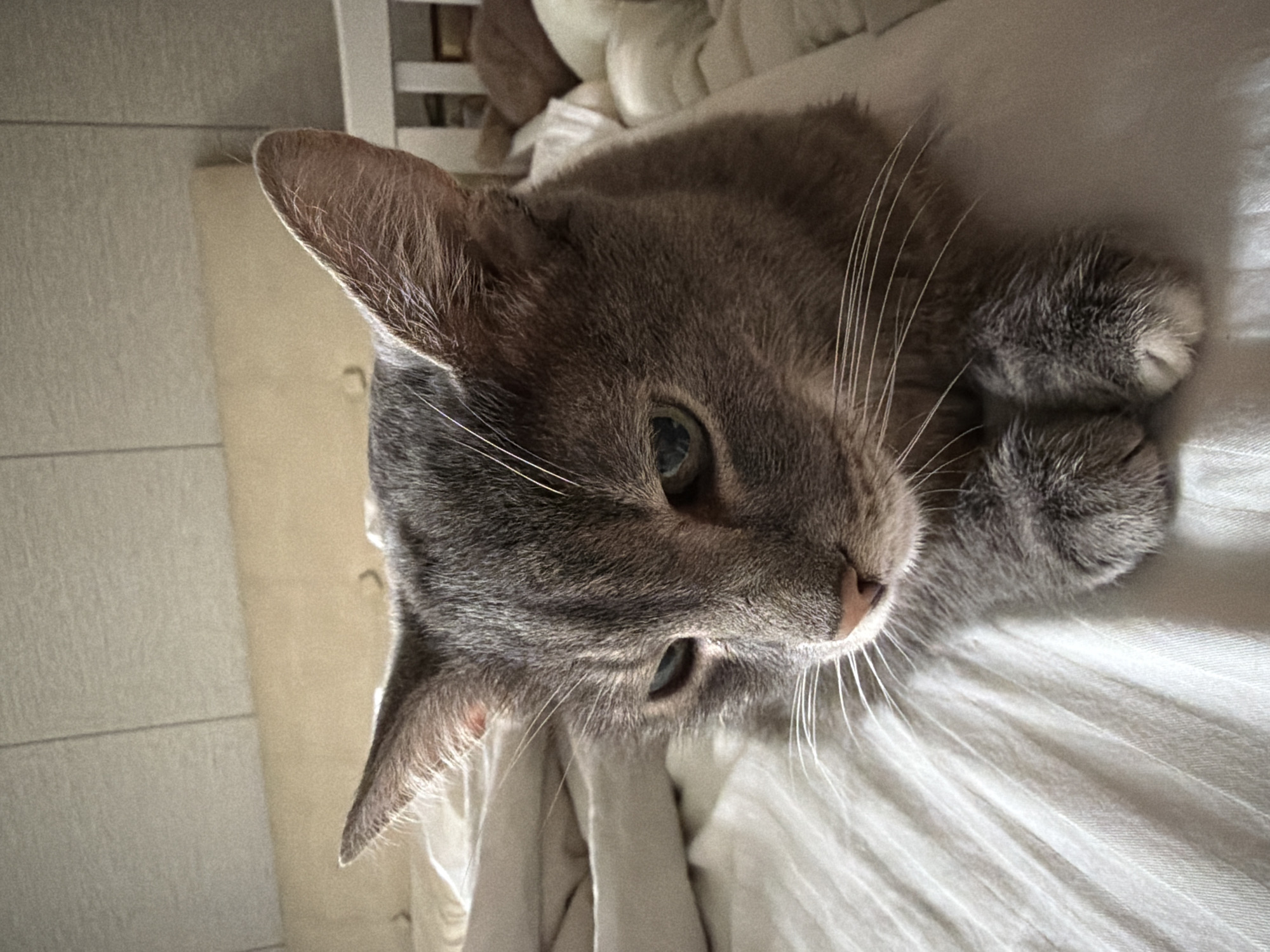 A close-up shot captures a grey tabby cat lying on a white, textured surface that appears to be a bed. The cat is looking downwards, with its ears perked up and forward. Its paws are tucked neatly in front of its chest, and its whiskers are fanned out. The background is out of focus, showing a headboard and bedding. There is no indication of the location being Solikamsk, Russia.
