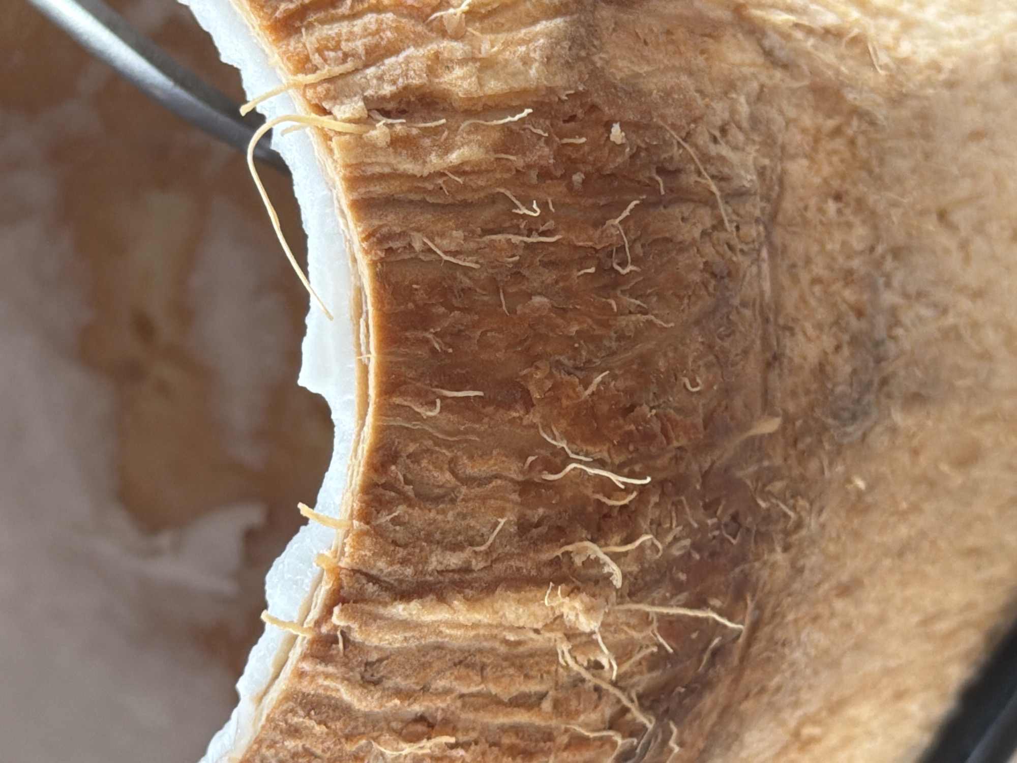The image is a close-up, eye-level shot of the fibrous interior of a coconut. Thin, white, root-like structures emerge from the rough, brown husk and extend into the white flesh of the coconut. The texture of the husk is rough and striated, showing vertical grooves. The white flesh appears moist and slightly porous. In the upper right corner of the image, a metallic tool, possibly tweezers or forceps, is visible, suggesting an interaction with the coconut or its contents. The background is blurred and shows a light brown, possibly out-of-focus surface. The lighting appears natural and illuminates the textures and details of the coconut. No specific location in Nha Trang Ward, Vietnam, can be identified from the image.