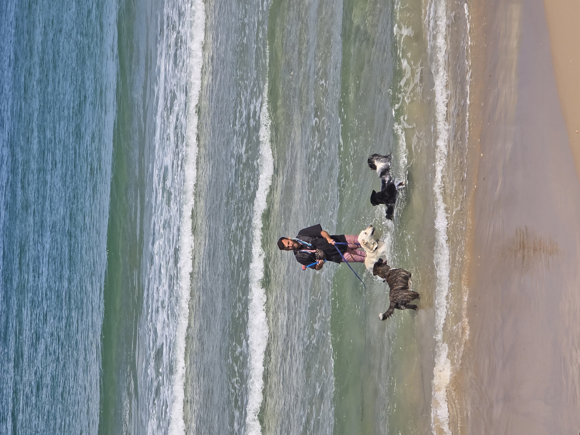 The image depicts a man standing in the water at a beach, accompanied by four dogs. The location is likely a beach in Tel-Aviv, Israel, given the coastal environment. The man is wearing a black shirt, pink shorts, and is holding leashes connected to the dogs. The dogs appear to be different breeds and colors. They are standing in the shallow water near the shoreline. The water shows waves, and the beach consists of light-colored sand. The background includes the sea and sky.