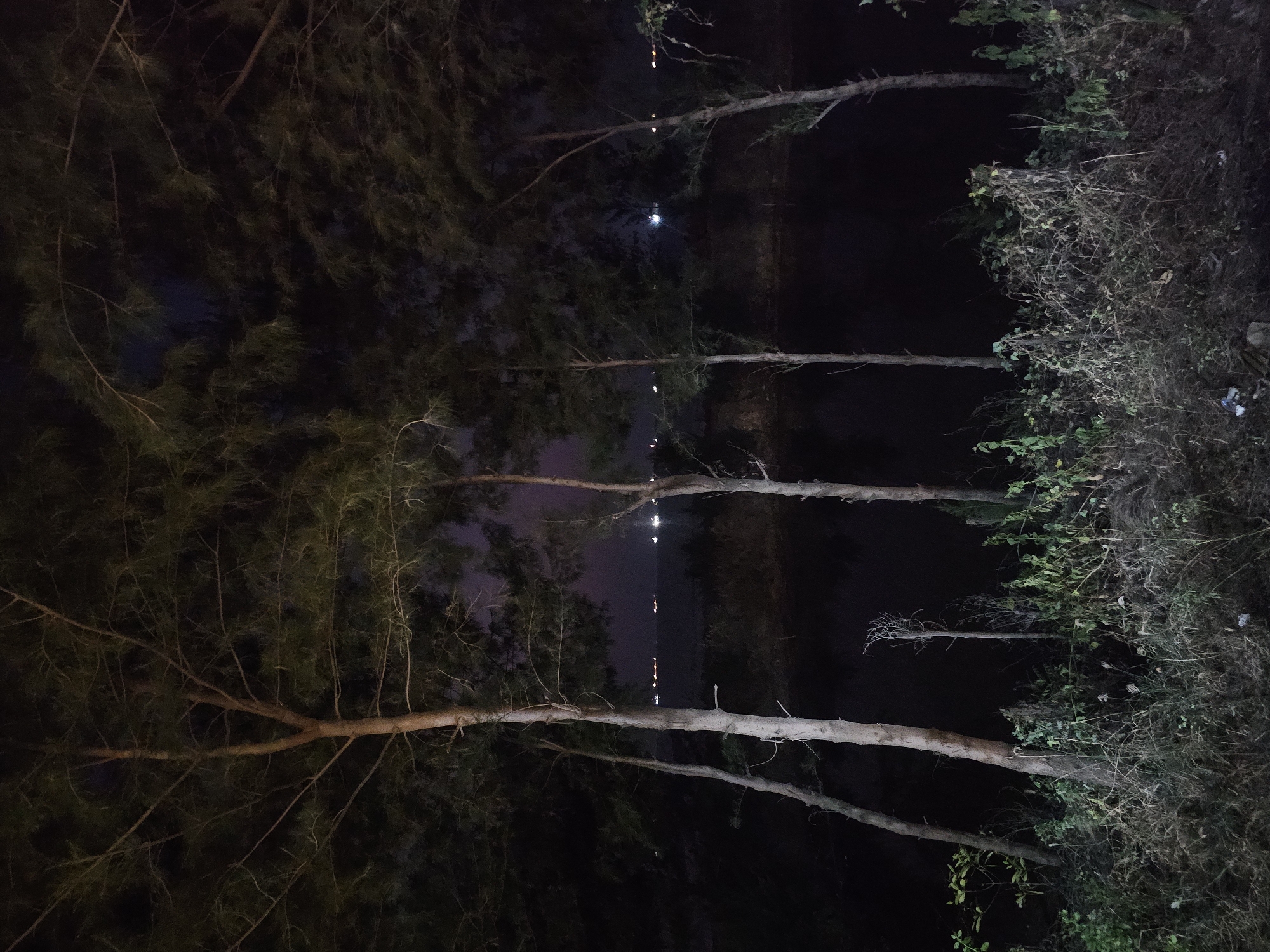 The image depicts a nighttime scene featuring a line of tall, slender trees in the foreground. The trees have thin trunks and branches covered in dark green foliage. Behind the trees, a dark body of water is visible, reflecting some faint lights. In the distance, across the water, there are scattered lights, possibly from a town or ships on the sea, suggesting a coastal or lakeside location. The sky is dark and overcast. The foreground consists of dry grass, weeds, and some scattered litter. The overall atmosphere is dark and somewhat eerie, with the limited light sources creating a somber mood. There are no people or animals visible in the image. The scene is likely outdoors, possibly in a park or undeveloped area near a body of water.