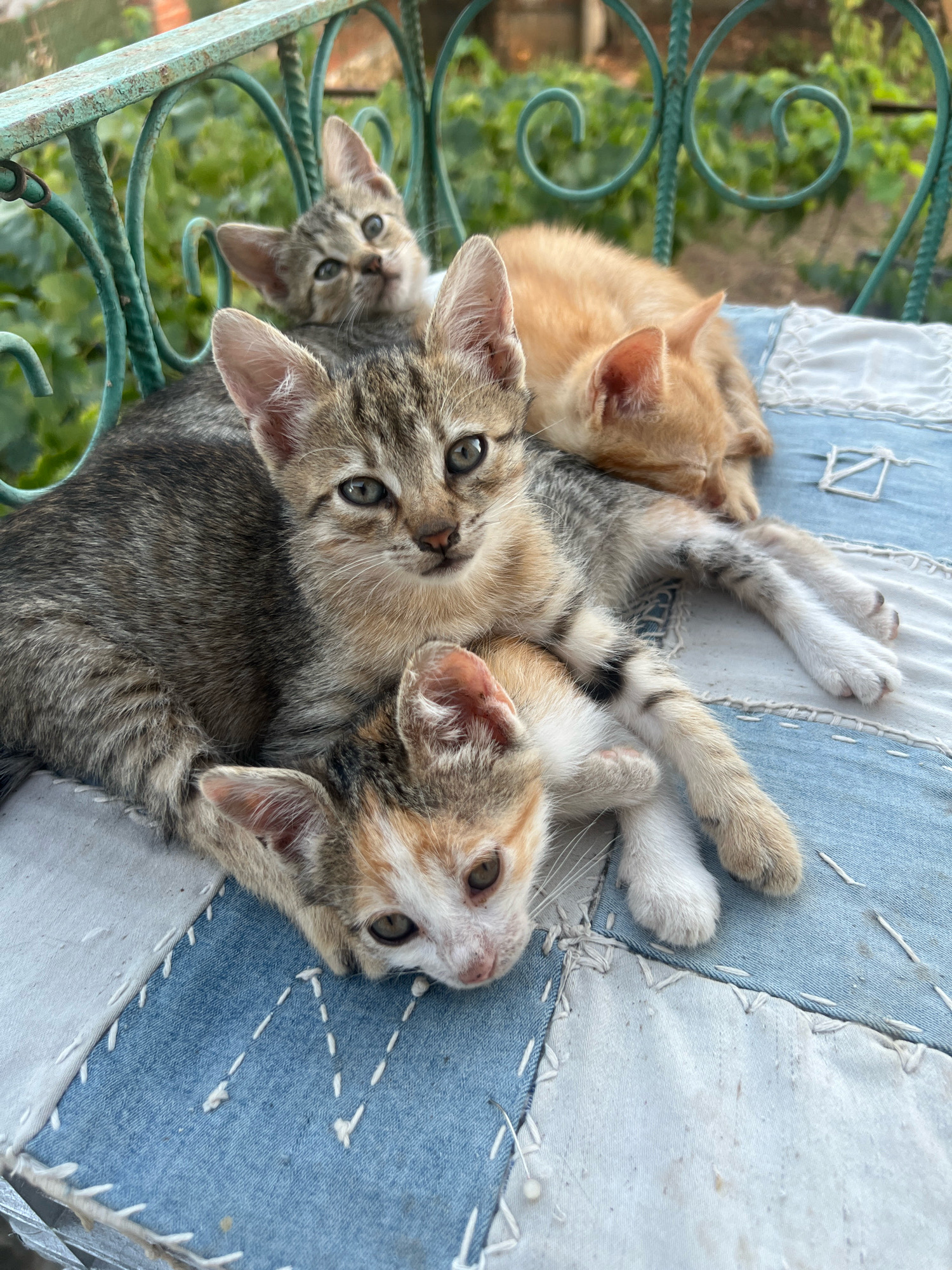 Four kittens are resting together on a quilted surface. One kitten is orange and appears to be sleeping, curled up on top of another kitten. The other three kittens are grey tabby or calico colored. One grey tabby kitten is in the foreground, looking directly at the camera. Another grey tabby kitten is partially visible behind it, looking upwards. A calico kitten is at the very bottom, resting its head on the quilted surface and looking towards the right. The kittens are on a patchwork cushion with blue and white denim squares. Behind them, a green metal railing is visible with blurred green foliage in the background, suggesting an outdoor setting. The image was captured in Kamenets, Bulgaria.