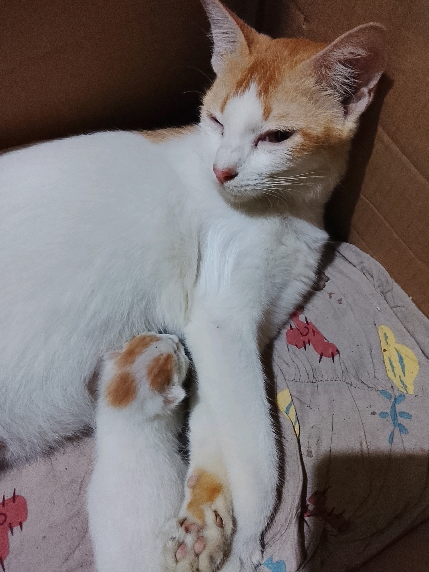 In Ujungrusi, Indonesia, a mother cat with white and orange fur rests in a cardboard box on a patterned blanket. A tiny orange and white kitten is nestled against the mother cat's side, appearing to be nursing. The mother cat is lying on her side, with her head turned slightly to the side, looking down. The kitten is curled up, with its head touching the mother's fur. The environment is dimly lit, suggesting it may be indoors or nighttime. The cardboard box is brown and rough in texture, while the blanket has a light color with a repeating pattern of cartoonish red and yellow flowers.