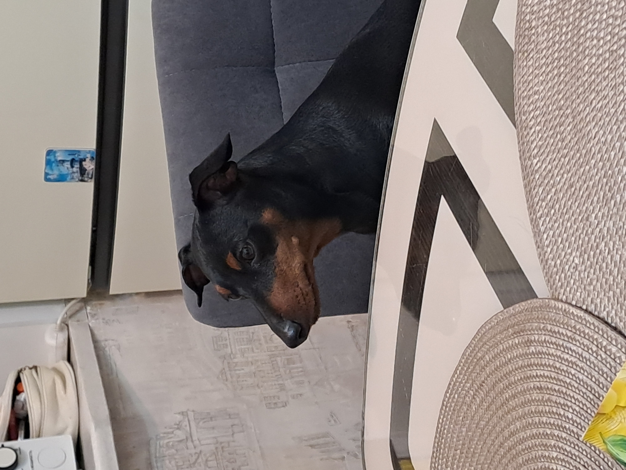 A black and tan Miniature Pinscher rests on a gray upholstered chair. A table with a chevron pattern on its side and a woven placemat on top is next to the chair. In the background, a white cabinet with a small sticker and a white bag on a shelf is visible. The image was taken indoors. The location of Elektrostal, Russia, cannot be confirmed from the provided information.