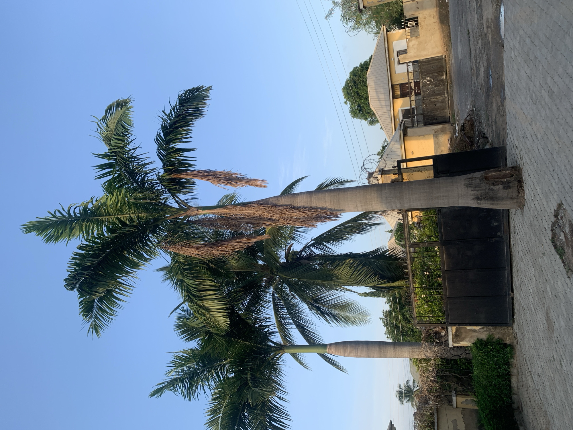 The image shows a scene in Abuja, Nigeria, featuring two tall palm trees in the foreground against a clear blue sky. Behind the trees, a beige single-story building with a gray metal roof is visible. A black metal gate stands near the base of the trees, partially obscured by the trunk of one. The foreground includes a paved area, likely a sidewalk or street. Power lines run across the upper portion of the frame. The general atmosphere is sunny and bright.