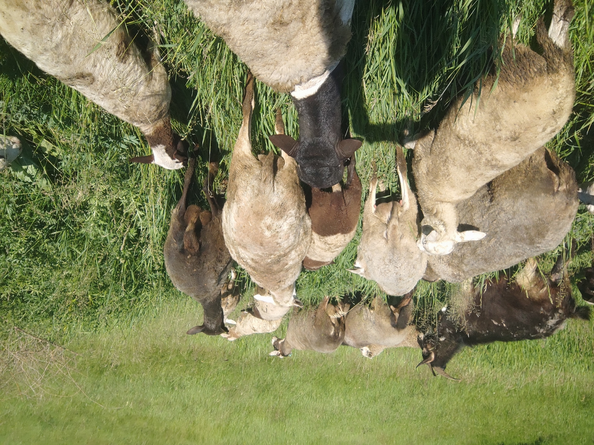 This image, taken from an overhead perspective, captures a gathering of sheep and at least one goat grazing in a vibrant green field. A large flock of at least ten sheep of varying sizes and colors (light brown, off-white, grey, and black) are visible, along with several smaller lambs. One dark-colored goat with horns is prominent on the right side of the frame.
The animals are clustered together, with most of their heads lowered towards the ground, indicating they are actively feeding on the lush grass. The setting appears to be a natural pasture or rural environment, with taller green plants and possibly some bushes visible along the edges of the field.
The scene is well-lit by bright sunshine, suggesting it is daytime, likely mid-morning or afternoon, given the clear shadows cast by the animals on the grass. The weather appears clear and sunny. There is no visible text in the image. The overall impression is one of peaceful animal activity in a natural, open environment.