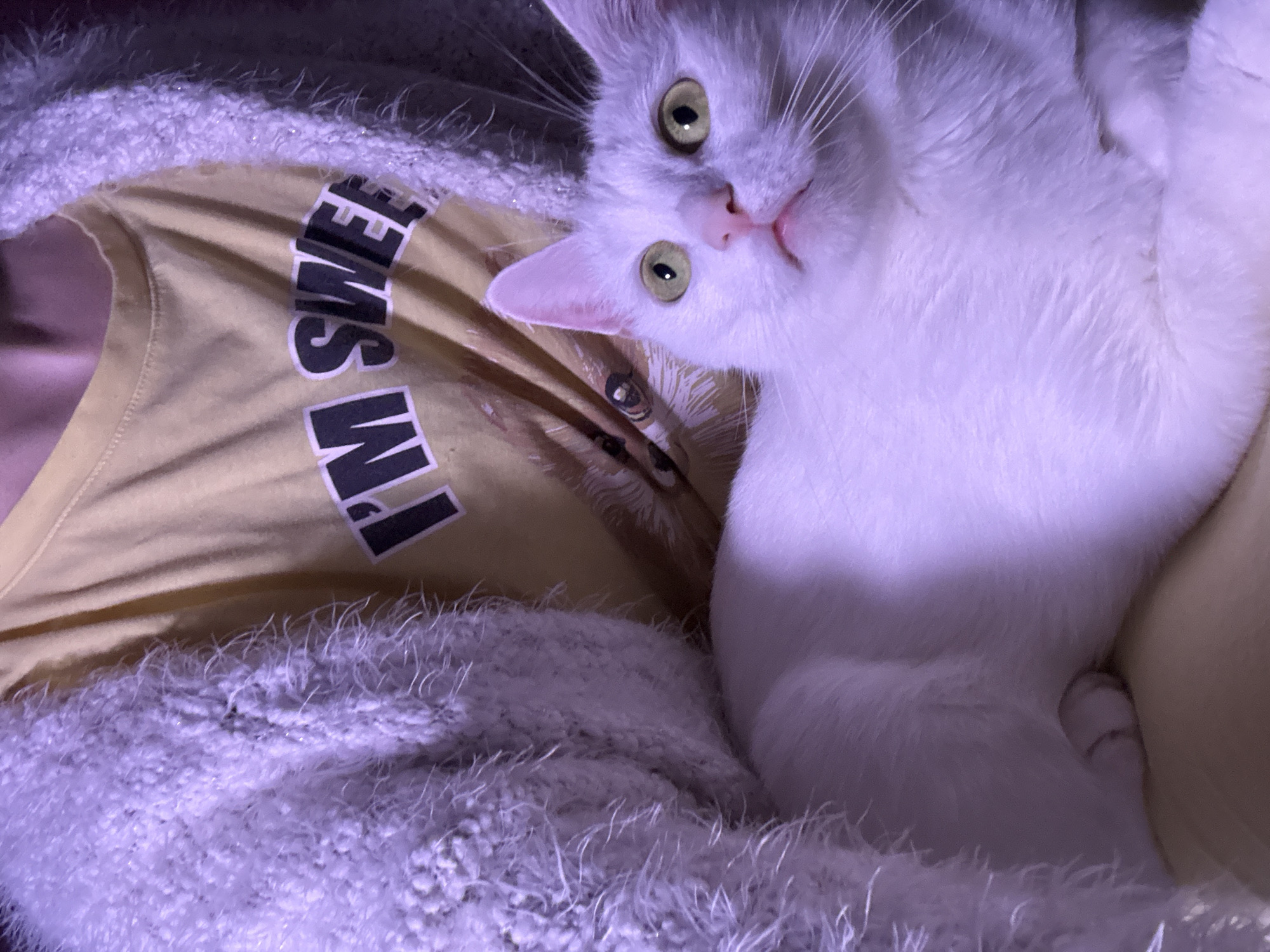 A white cat with yellow eyes is held in someone's arms. The person is wearing a yellow t-shirt that says "I'M SWEET" and a fuzzy white cardigan. The cat is looking up and to the right, with its mouth slightly open. The background is dark and out of focus, with a hint of purple light. The image is taken from a high angle.