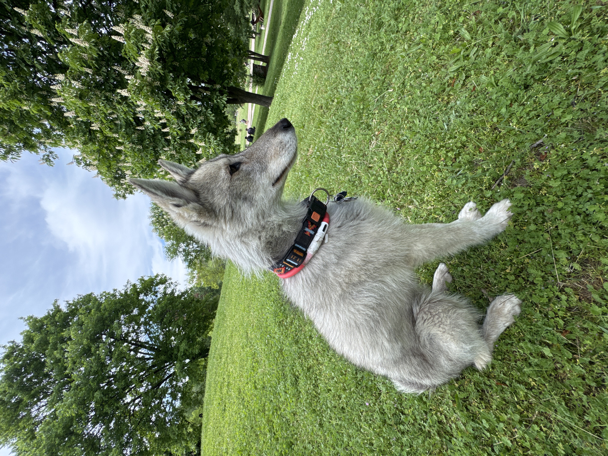 A gray wolfdog lies on green grass in a park in Sofia, Bulgaria. The dog has a red and black patterned collar. The dog is looking up towards the top of the frame. Trees are visible in the background. People are sitting on a bench in the distance.