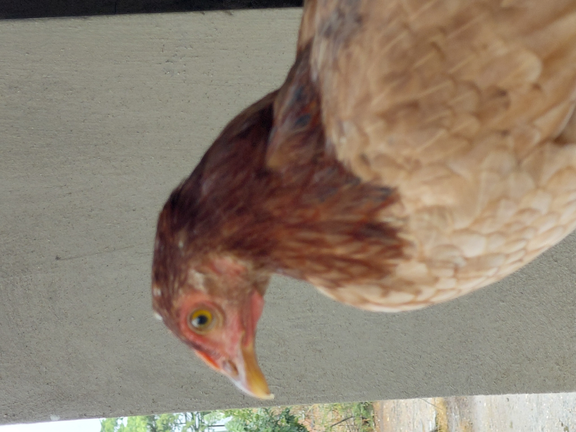 This image features a brown chicken, likely a hen, captured in an unusual perspective. The chicken is positioned with its head pointed downwards towards the bottom-left of the frame, peering over a light gray, textured surface that occupies most of the background. Its body, covered in brown and lighter brown feathers, extends towards the right side of the image.
The chicken's head is prominent, showing a clear, bright yellow eye with a dark pupil, reddish skin around its face, and a sharp yellow beak. The posture suggests the bird is curiously observing something below or beyond the edge of the gray surface. This surface appears to be a concrete wall or ceiling, from which the chicken seems to be looking down.
At the very bottom edge of the image, beneath the gray surface, blurred green foliage from trees or bushes is visible, along with what appears to be a light-colored, possibly stone, structure in the background. This indicates an outdoor setting, likely in a rural or semi-rural area. The natural lighting suggests it is daytime. There are no people, other distinct objects, or visible text in the image. The scene aligns with the context of Santa Ana, Venezuela, depicting a common farm animal in an outdoor environment.