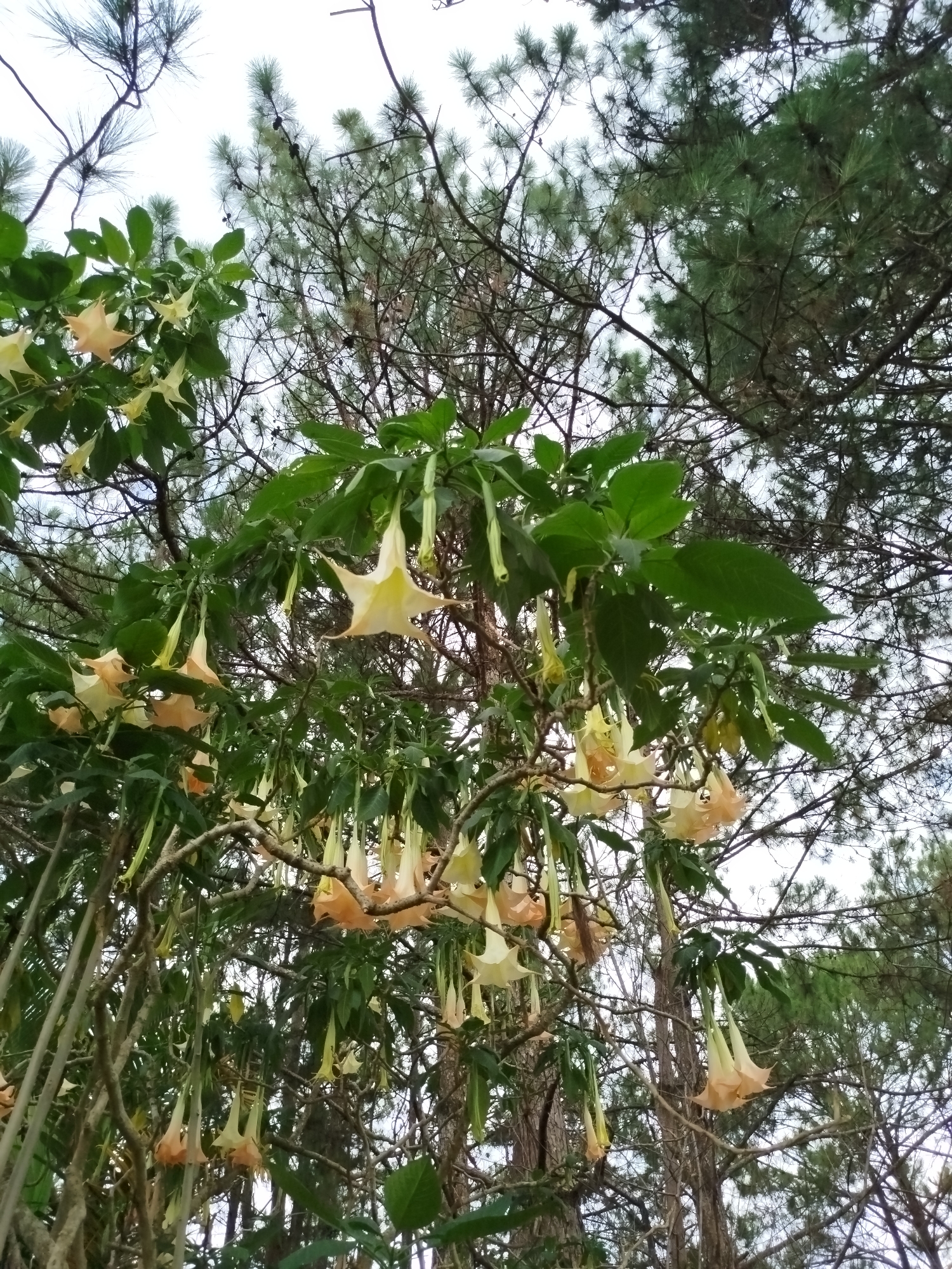 The image depicts a cluster of Brugmansia flowers, also known as Angel's Trumpets, hanging from branches against a backdrop of pine trees. The flowers are a pale yellow-peach color and trumpet-shaped. The leaves are green and broad. The pine trees are tall and dense, with needles visible in detail. The sky is overcast. The photograph was taken in Da Lat, Vietnam.