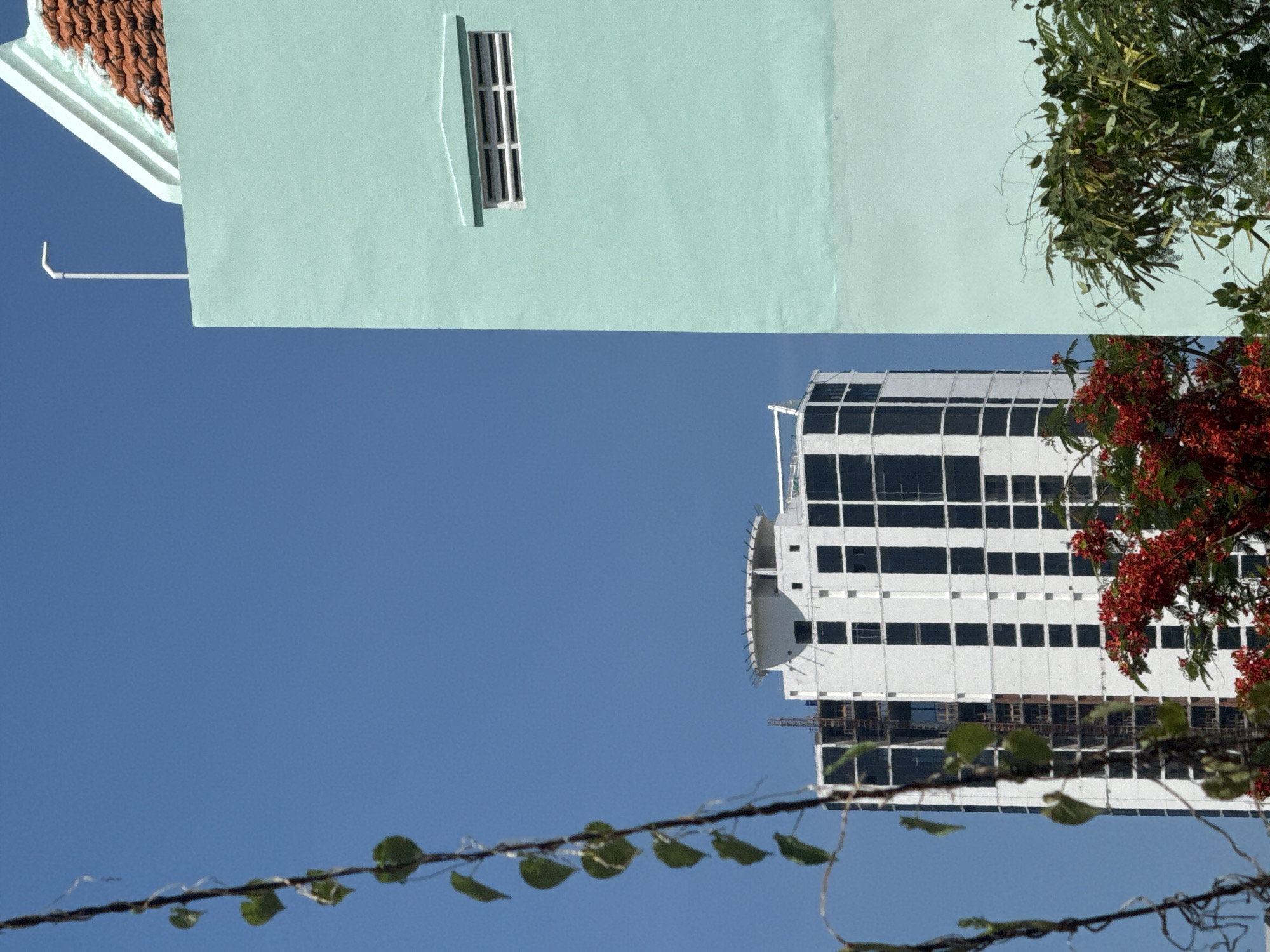 A tall, white, modern building under construction stands in the background against a clear blue sky. To the right, a light green building with a tiled roof and a horizontal louvered window dominates the foreground. A vine with heart-shaped green leaves hangs down on the left side of the image. In the lower right corner, a tree with bright red flowers is partially visible. The scene appears to be an urban setting in Nha Trang Ward, Vietnam.