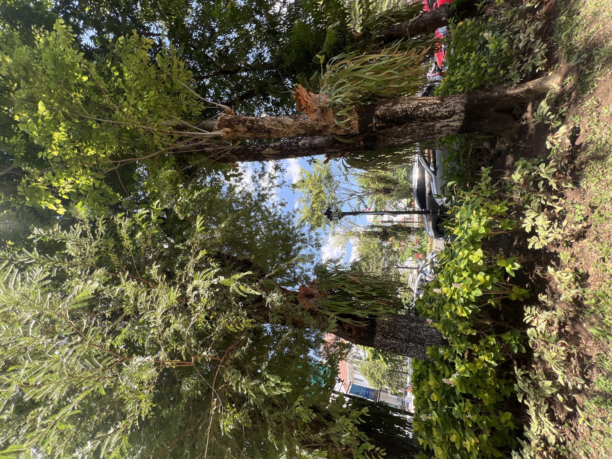 The image depicts a sunlit outdoor scene with lush greenery and trees. The perspective is low, looking upwards towards the sky through the leaves, and the image is oriented vertically. Dominating the foreground are the thick trunks and branches of mature trees, adorned with epiphytic plants that resemble ferns. The leaves of these trees are a vibrant green, with some catching the sunlight, creating a dappled effect.
In the background, through gaps in the foliage, a street scene is visible. A white car is parked, and the suggestion of buildings and other trees can be seen, implying an urban or semi-urban park or roadside setting. A lamppost is also visible. The sky is a bright blue with scattered white clouds, indicating pleasant weather and likely daytime, possibly mid-morning or afternoon due to the intensity of the sunlight.
The overall impression is one of a tranquil and natural environment within a populated area. There is no explicit activity or event taking place, but the scene suggests a moment of stillness and observation. The location cues, such as the style of the car and buildings in the background, combined with the provided location context of Yogyakarta, Indonesia, help to situate the image within Southeast Asia. There is no visible text in the image.