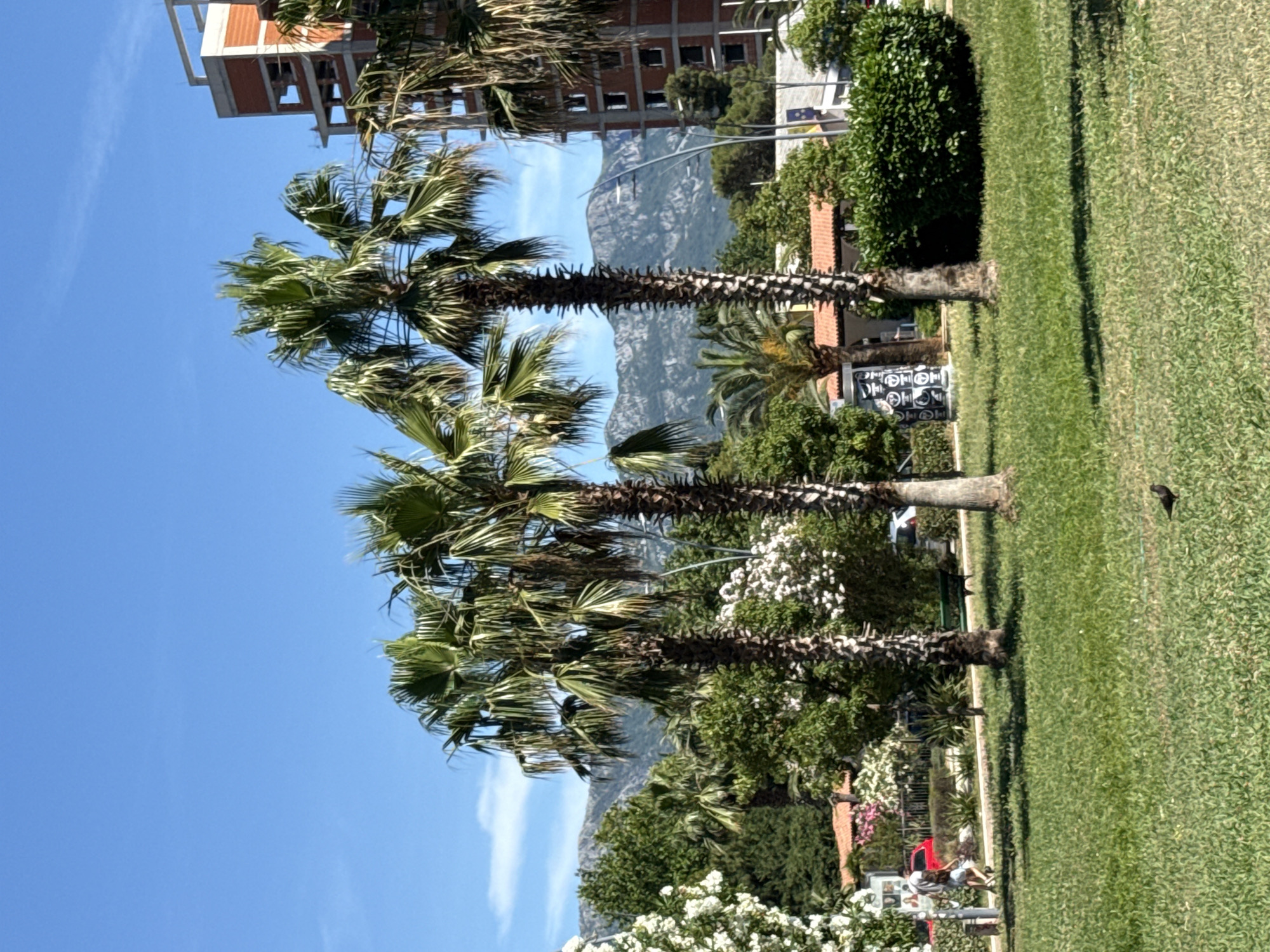 In the foreground, a well-maintained green lawn is illuminated by bright sunlight, with a single black bird standing on the grass. In the mid-ground, three mature palm trees with rough, textured trunks are prominently positioned. To the left, a dense white flowering bush is visible, accompanied by the roof of a building with terracotta tiles. Further to the left, two individuals are walking on a paved path. Behind the palm trees, a construction site is evident, featuring a partially built brick building with visible scaffolding. A red car is parked near the buildings on the left. The background consists of lush green trees and distant, rugged mountains under a clear blue sky. The scene suggests a sunny day in an urban environment with a touch of natural beauty, potentially located in the coastal city of Budva, Montenegro, given the presence of palm trees and mountainous backdrop.