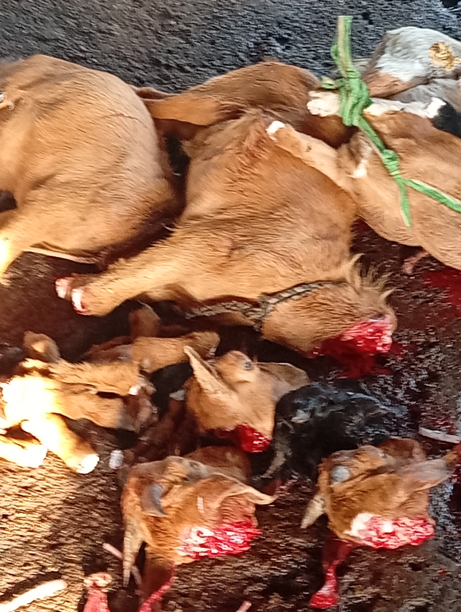 The image depicts a disturbing scene of deceased young goats, possibly at a butcher's stall or slaughterhouse. The animals are lying on a dark, possibly muddy or wet surface, with visible bloodstains around them, particularly around their severed heads. The goats are of various shades of brown and tan, with some appearing to be newborns or very young. One goat has a green rope tied around its body, suggesting it may have been prepared for sale or transport. The lighting is somewhat harsh, casting shadows and highlighting the gruesome details of the scene. There are no people visible in the image, and no text is present. The overall impression is one of a commercial butchering operation, where the animals have been slaughtered. The location context suggests this may be a market or processing area in Jalingo, Nigeria. The raw and unflinching depiction of the animals' remains evokes a sense of the realities of meat production and consumption.