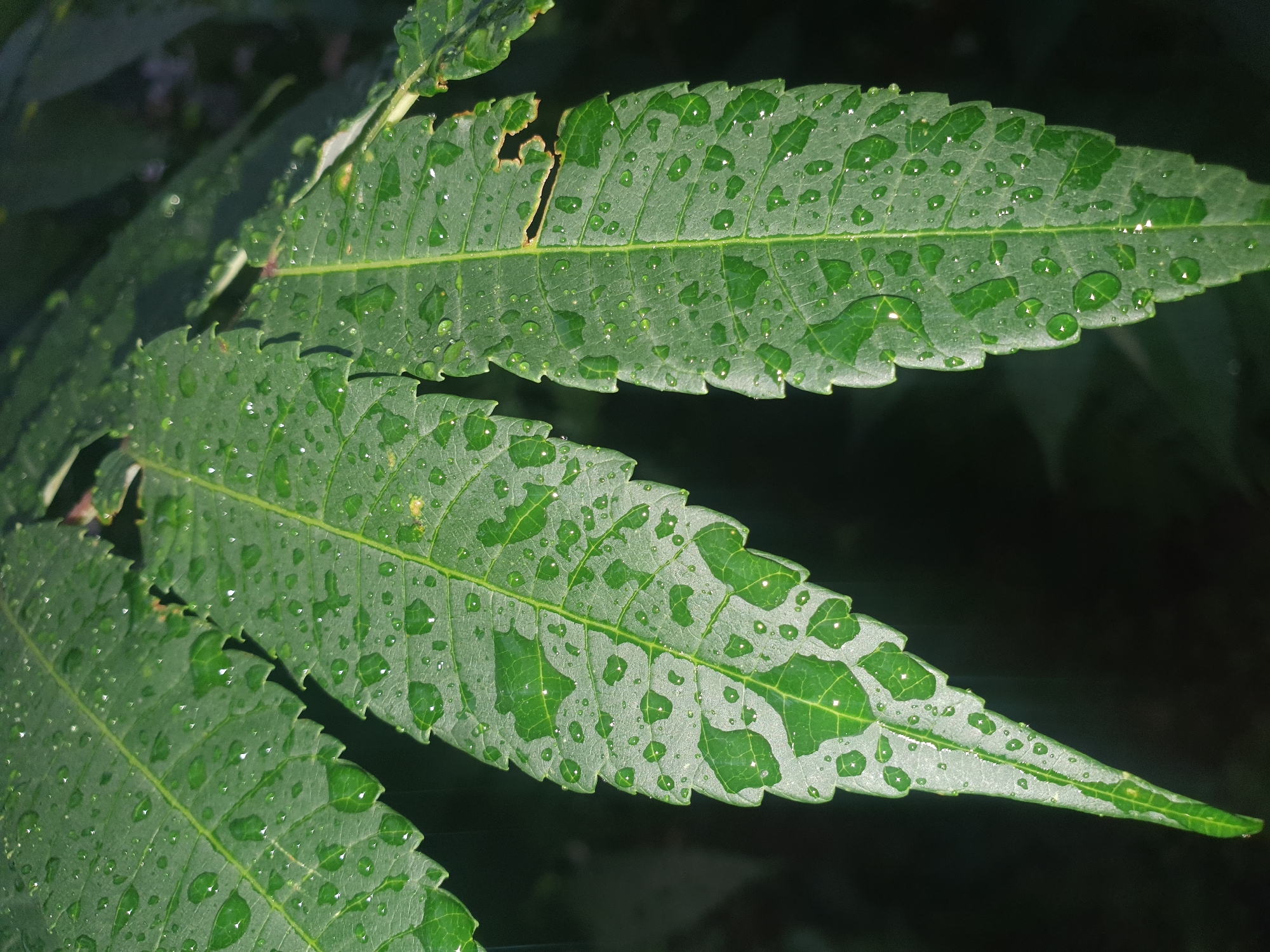 The image shows a close-up of several green leaves covered in water droplets. The leaves are serrated along the edges and have prominent veins. The background is dark and out of focus, suggesting a natural environment. There are no people or man-made objects visible in the image. The location in Samara, Russia, is not specified, and cannot be determined from the visual information provided.