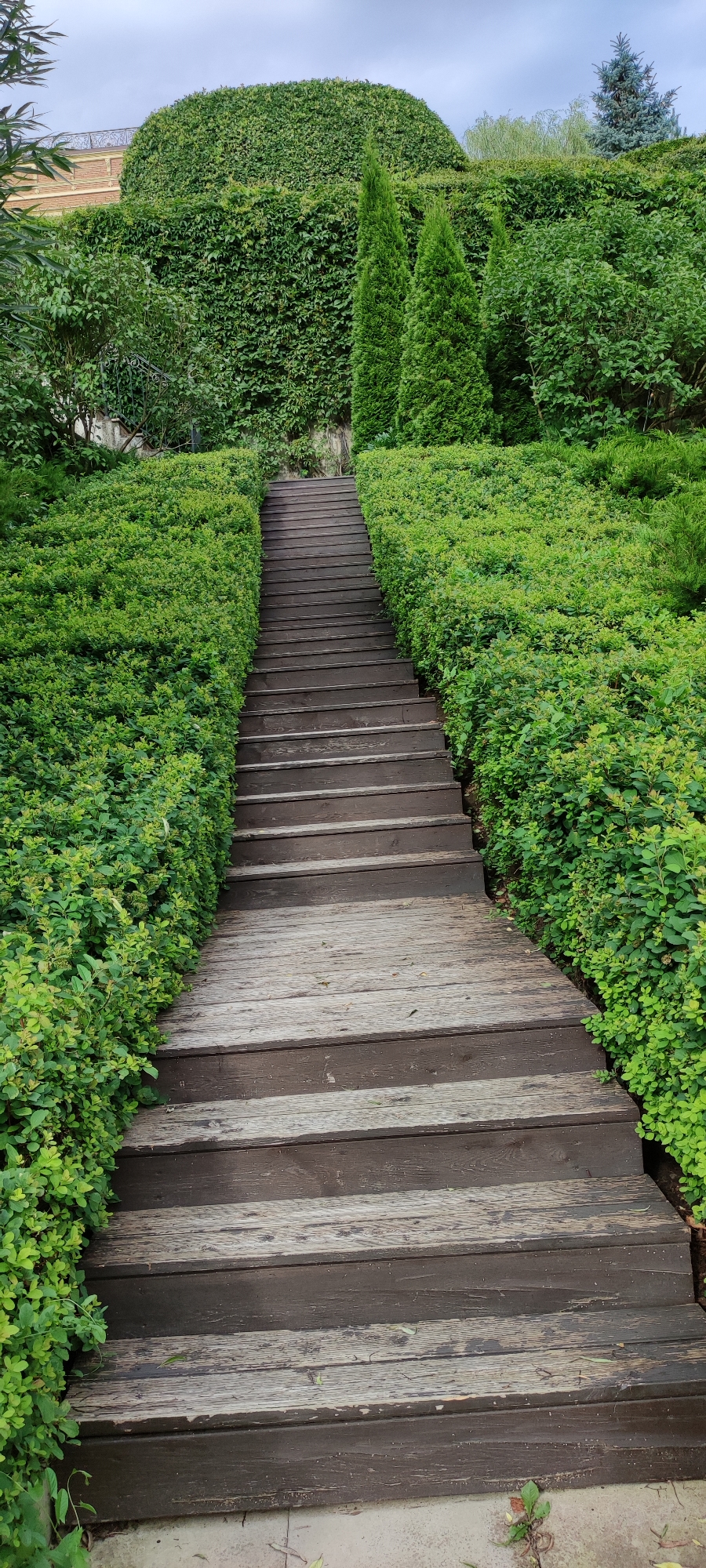 The image shows an outdoor wooden staircase leading upwards, flanked by dense green hedges on both sides. The stairs are made of dark brown wooden planks with visible grain and wear. The hedges are meticulously trimmed and form a neat border on either side of the path. In the background, a tall, arched hedge wall dominates the scene, with conical evergreen trees in front of it. Above the hedge wall, a building with red brick and a wrought-iron railing is partially visible. The sky is overcast, suggesting a cloudy day. The location is the city of Rosinka, Russia. There are no people or animals visible in the image.