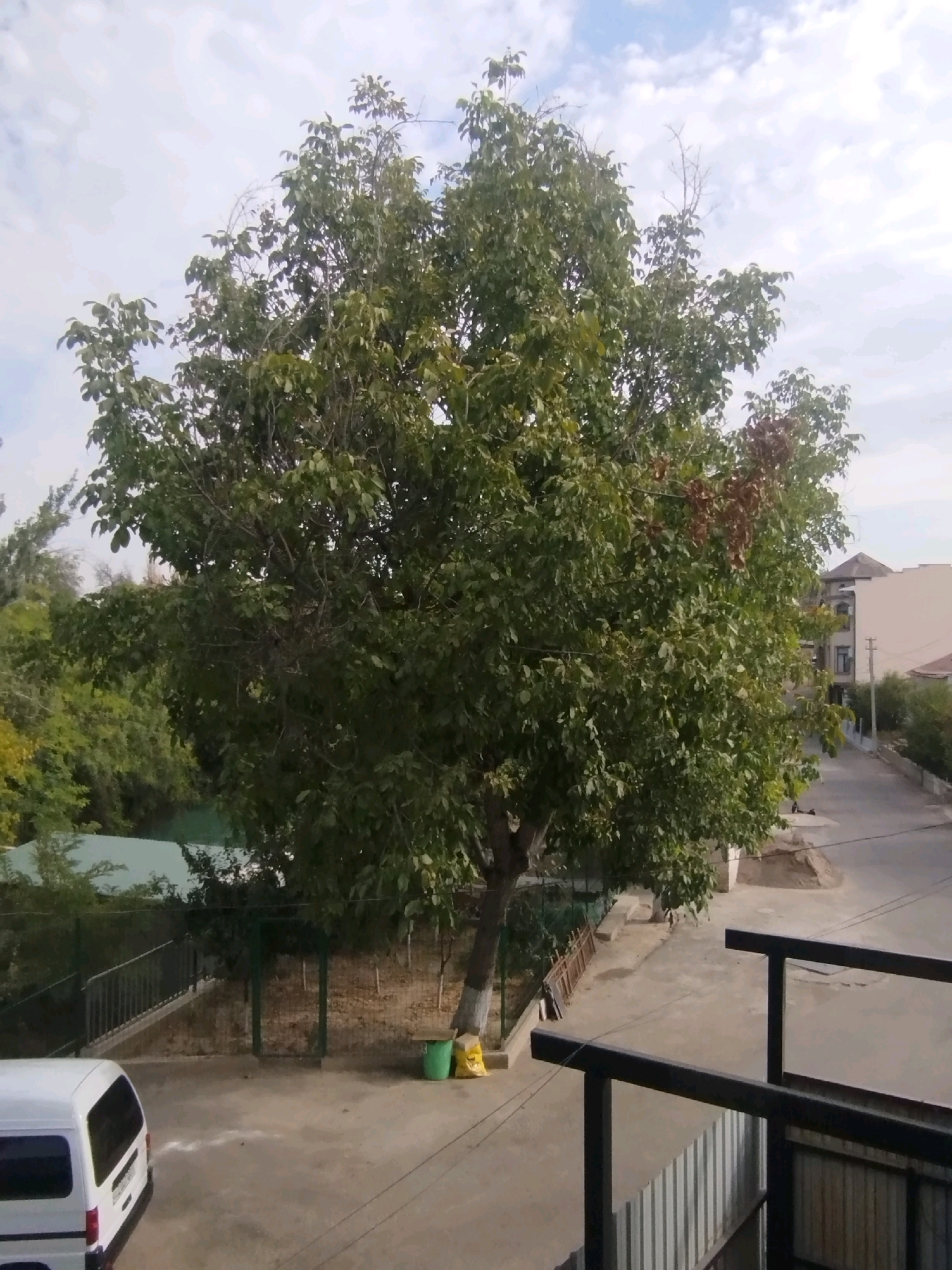 The image shows a residential street in Tashkent, Uzbekistan, on a cloudy day. A large, leafy tree dominates the foreground, casting shadows on the paved street. The tree has a thick trunk and branches spread widely, with some brown leaves mixed in with the green foliage. To the left of the tree, a white van is parked. Behind the van, a green fence encloses a grassy area with some trees. Further down the street, buildings and more trees are visible. A pile of sand and construction materials suggests ongoing work in the area. The overall impression is one of a typical urban landscape in a warm climate, with a mix of nature and human development.