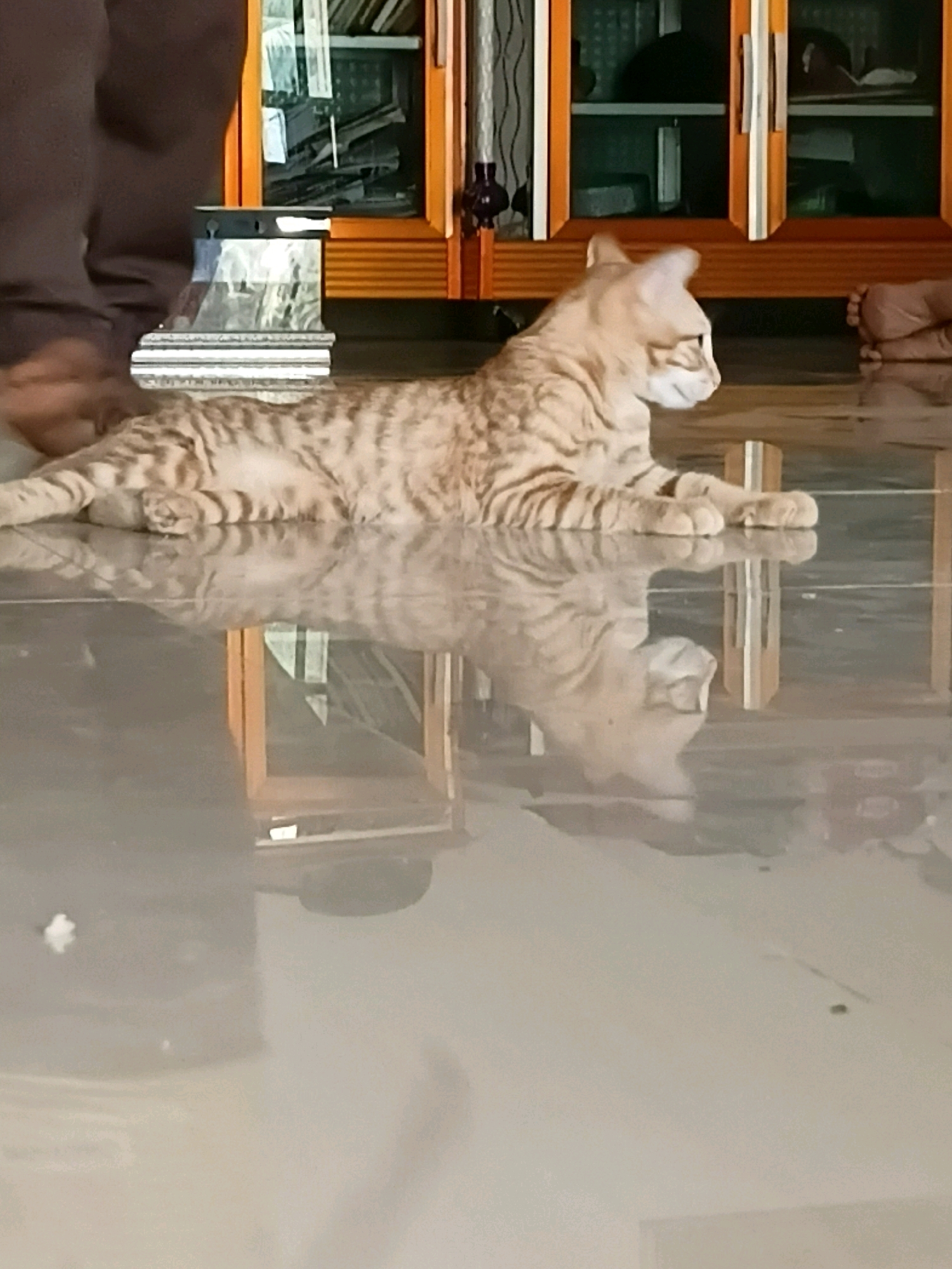 A tabby cat is lying on a glossy floor in front of a wooden cabinet. The cat is facing to the right, with its body stretched out and its paws tucked underneath. The floor reflects the cat and the cabinet. The cabinet has glass doors, and through the glass, shelves are visible with various objects. To the left of the cat, a person's legs are visible, wearing dark pants. To the right of the cat, a person's foot is visible. The scene appears to be indoors. The image does not provide any specific geographical information or context that would indicate its location in Gilirang, Indonesia.