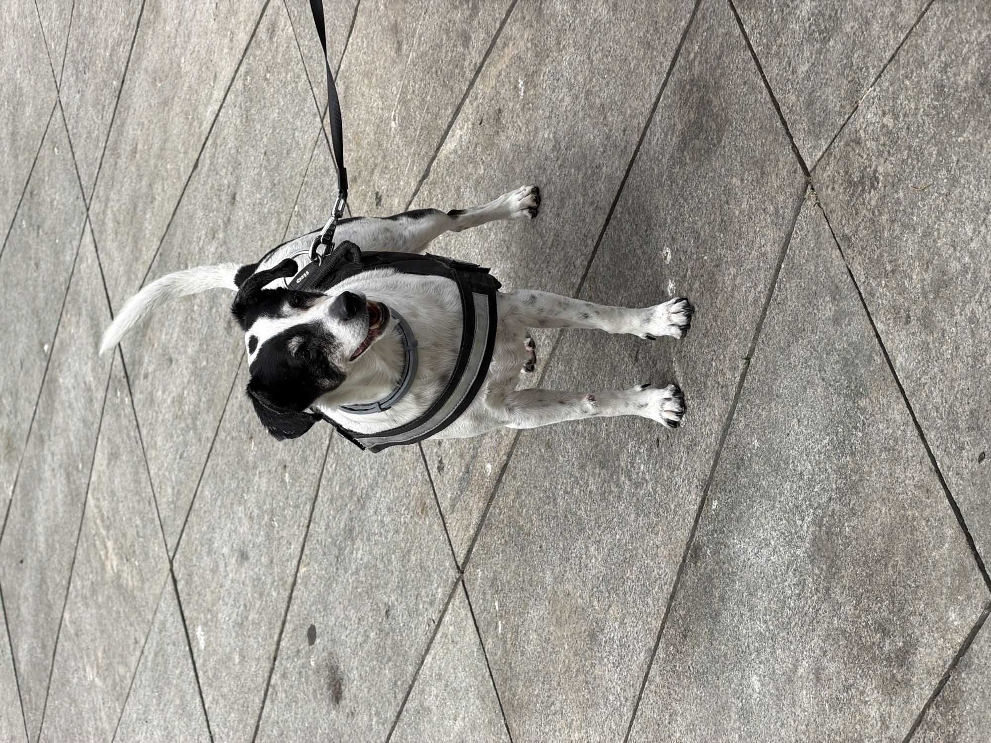 A black and white dog is on a leash and wearing a black harness on a sidewalk made of gray square tiles. The dog is looking upwards. The location is Ramat Gan, Israel.