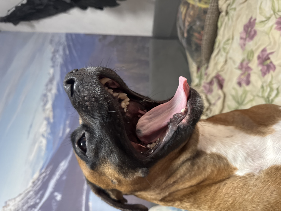 A close-up, low-angle indoor photograph captures a fawn-colored dog, likely a Boxer or mix, in the process of yawning or vocalizing. The dog's head and upper chest dominate the left and center of the frame. Its mouth is wide open, exposing numerous white teeth, a fully extended pink tongue, and the pink roof of its mouth. The dog has a black muzzle, dark eyes looking upwards and to the right, and a white blaze on its chest. The background features a wall covered with a mural depicting a mountain range under a clear blue sky, showing snow-capped peaks in the distance. To the right, out of focus, is bedding with a pattern of purple flowers and green leaves on a light background. A dark, irregularly shaped object is partially visible on the far right. The specific location within the city of Chaikovsky, Russia, cannot be determined from the visual information present in the image.