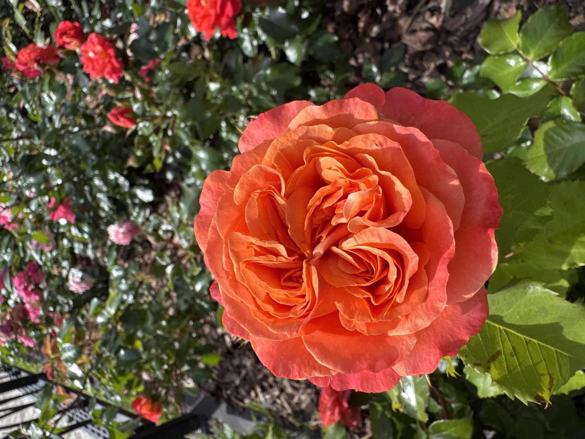 This image features a close-up view of a vibrant orange rose in full bloom. The rose's petals are tightly layered, creating a rich, textured center, and the outer petals have a slightly softer, more diffused edge. The rose is set against a backdrop of lush green foliage and other, less distinct roses in shades of pink and red, some appearing as buds. The ground beneath the rose bush is covered in dark mulch. In the upper left corner, a portion of a black metal bench or railing is visible, suggesting an outdoor garden setting. The lighting suggests it is daytime, with sunlight casting shadows on the leaves. There are no people or explicit actions depicted. The scene appears to be from a rose garden, possibly a public park or botanical garden. There is no information or visual cue in the image to indicate its location within Saint Petersburg, Russia.