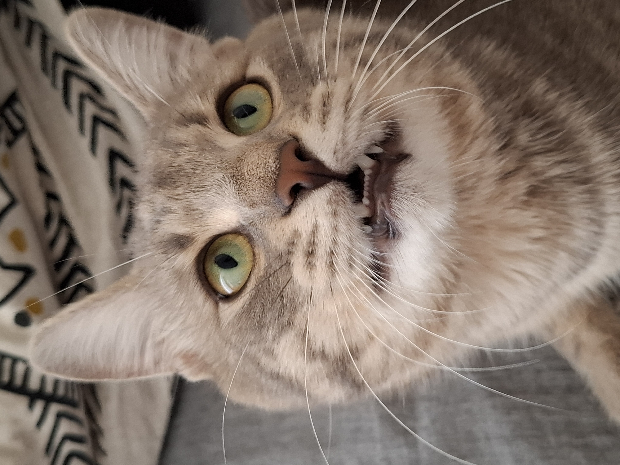 This is a close-up, eye-level photograph of a domestic cat's face. The cat is primarily grey and brown with distinct tabby markings. Its eyes are a striking green with black pupils. Its mouth is slightly open, revealing its teeth and pink gums. Long white whiskers extend from its muzzle. The background is blurred, showing a patterned fabric in neutral tones and a grey textured surface. There is no identifiable location in Zemun Urban Municipality, Serbia visible in this image.