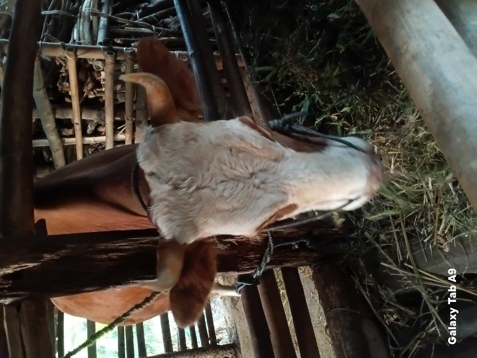 The image shows a close-up view of a cow's head in what appears to be a pen or enclosure. The cow has brown and white markings on its face and head, with short, curved horns. The enclosure is made of rough wooden poles and bamboo structures, and the ground is covered with hay and some green grass. In the background, there are more bamboo structures and what looks like dried branches or logs. A rope is visible tied around the cow's neck and to a wooden post. The lighting suggests it might be daytime, but the enclosure is somewhat dark. The bottom left corner of the image has a watermark that reads "Galaxy Tab A9". The scene depicts a rural or agricultural setting, possibly a farm or livestock pen. The cow is the central subject, appearing to be eating or resting. There are no people visible in the image. The overall impression is one of an animal in its natural or managed habitat. The specific location in Trenggalek, Indonesia, is not visually discernible from the image itself, but the watermark suggests the photo was taken with a Samsung Galaxy Tab A9 device.