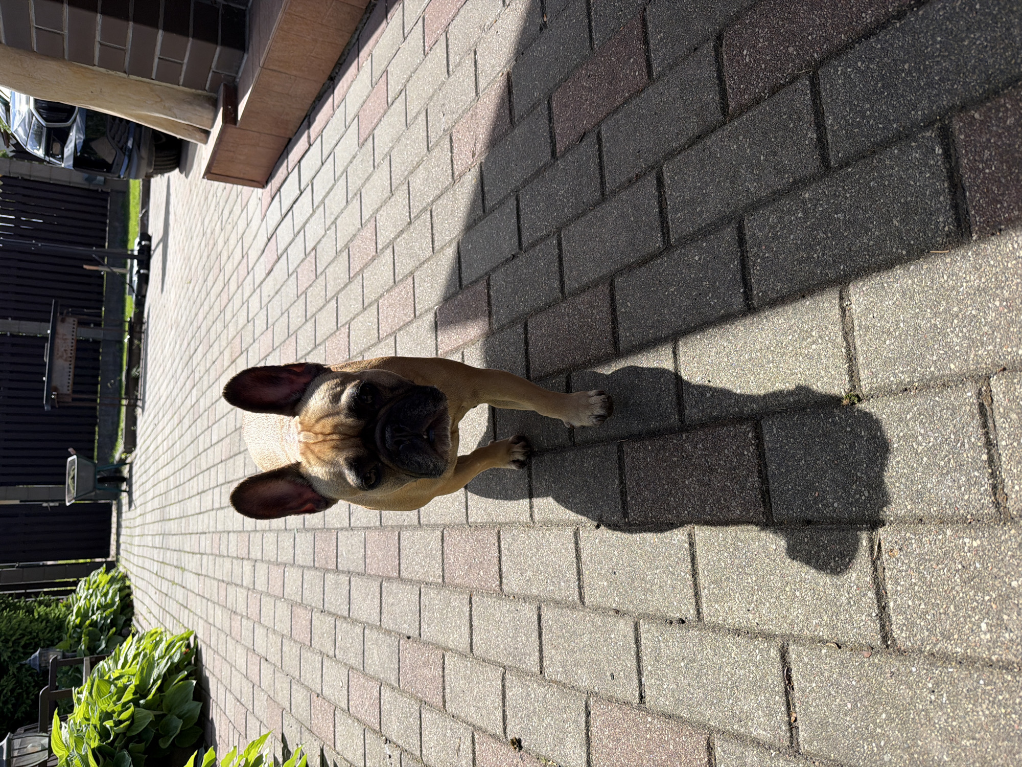 A French bulldog is walking down a paved path in what appears to be a residential backyard. The dog is light brown with darker markings around its face. It is facing the camera and is partially in shadow. The path is made of interlocking pavers in shades of pink and grey. To the left of the path are large green plants and a wooden bench with a lantern on it. In the background, there is a dark wooden fence, a charcoal grill, a wheelbarrow with grass clippings, and a black car. To the right of the path is a brick structure. The scene is lit by bright sunlight, casting a long shadow from the dog across the path. The location is identified as Baloži, Latvia.