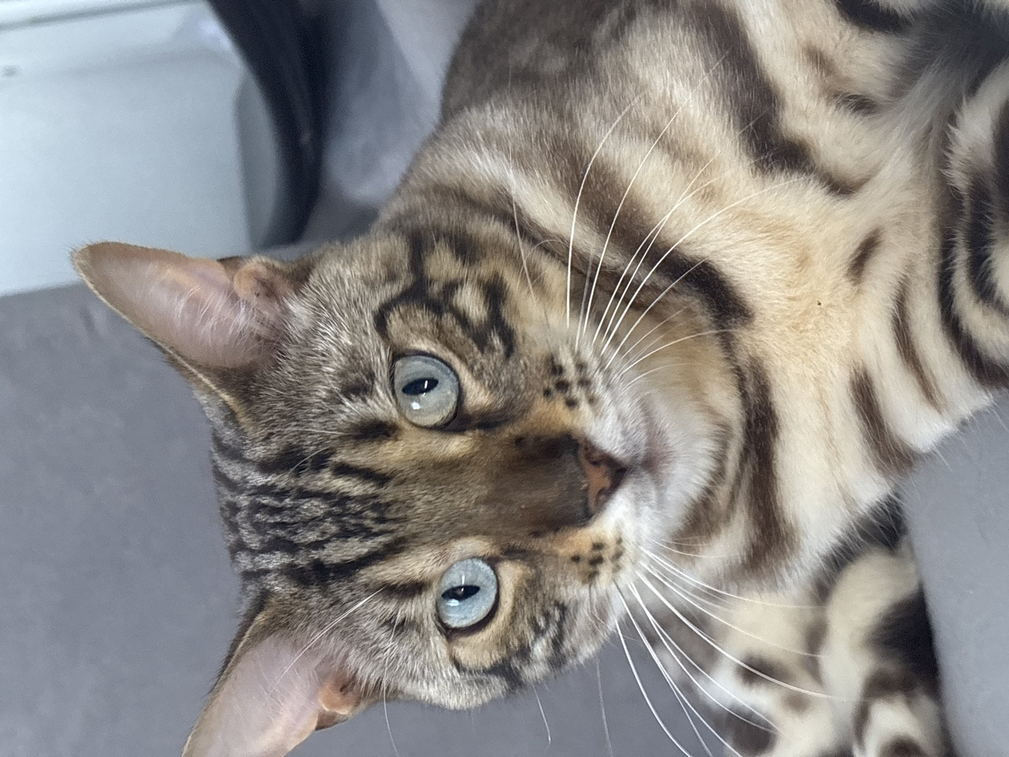 A close-up, head-on, vertical, medium shot captures the face of a young Bengal cat with striking blue eyes. The cat is positioned in the foreground against a muted gray background. Its fur displays the breed's characteristic markings: a tan base with dark, irregular spots and stripes. The cat's head is tilted slightly, and its gaze is directed forward. The environment appears to be indoors, possibly a domestic setting, as suggested by the soft lighting and the presence of what looks like furniture or soft furnishings in the background. There is no indication of the cat's location being in the city of Noviy, Russia, or any specific geographic location.