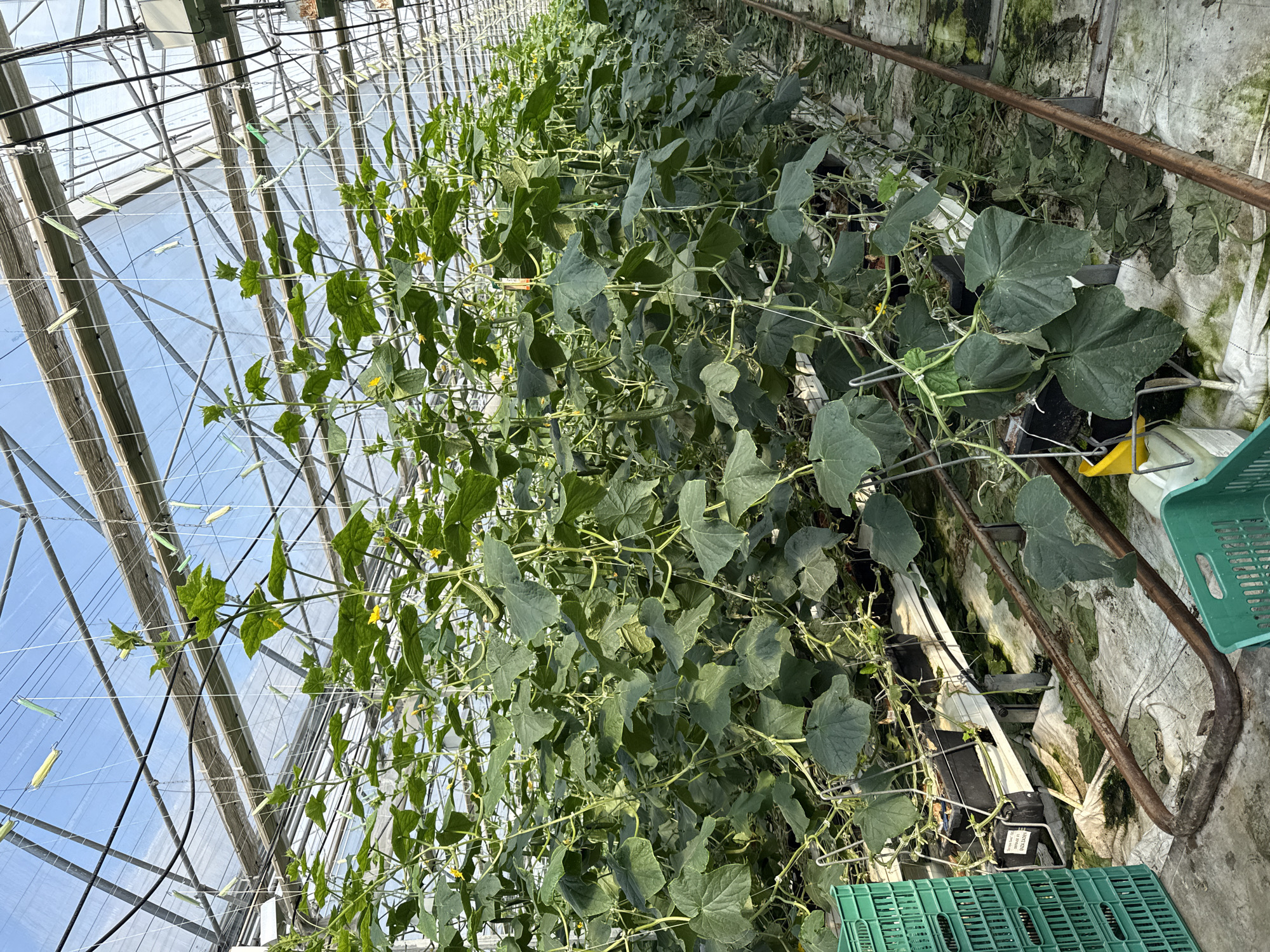 This media file captures the interior of a commercial greenhouse or poly-tunnel in Stara Zagora, Bulgaria, dedicated to the cultivation of vine crops, specifically cucumbers. The scene is dominated by long rows of healthy, dense green plants, characterized by large leaves and numerous small yellow flowers, with many developing green cucumbers visible amongst the foliage.
The plants are meticulously trellised, with strings guiding their vertical growth towards the high ceiling, which is constructed from transparent panels (likely plastic or glass) supported by a framework of metal bars and wooden beams. Abundant natural light streams through the roof, indicating a clear or sunny day outside. Hanging from the greenhouse structure are small, rectangular insect traps, some yellow and some green, used for pest management.
At the base of the plants, individual grow bags are visible, one clearly labeled "GROW BAG," indicating the hydroponic or substrate cultivation method. An irrigation system is also apparent, delivering water and nutrients to the plants. The ground is partially covered with a white fabric liner, possibly for weed control, moisture retention, or light reflection. Some areas on the ground and fabric show signs of moss or algae, suggesting a humid environment. Several green plastic crates are situated on the ground, likely for collecting harvested produce or other operational needs. A rusted, curved metal bar or pipe is also present on the floor. No people are visible in the image, suggesting an automated or temporarily unstaffed operation. The overall scene depicts a well-organized, productive agricultural setting.