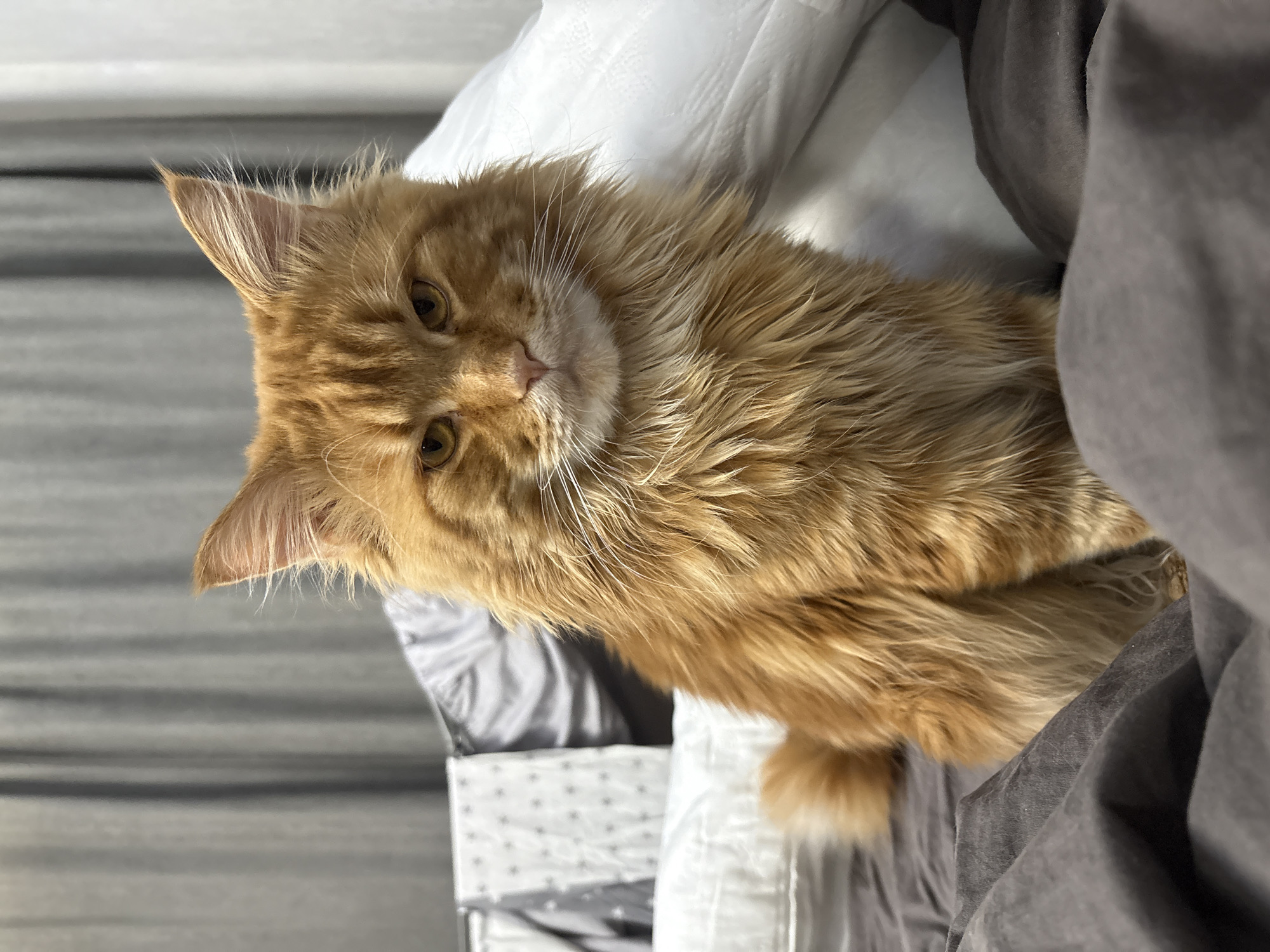 A ginger Maine Coon cat is lying on a bed. The cat has green-gold eyes and a thick, fluffy coat. It is positioned on a white pillow with a gray patterned pillowcase underneath. Part of a gray blanket is draped over the cat. The setting appears to be indoors. The city of Chaikovsky, Russia is not discernible from the image.