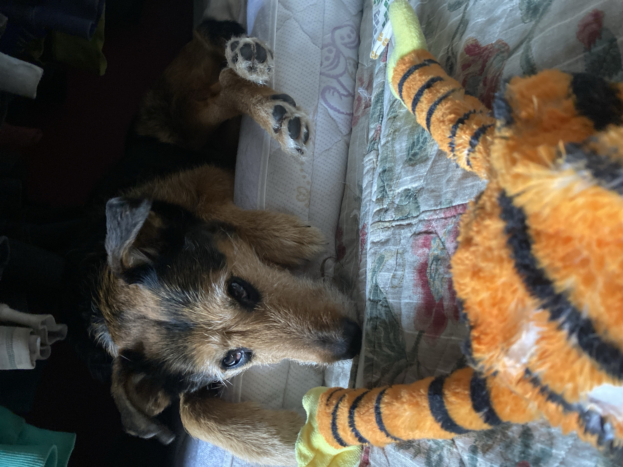A medium-sized, brown and black dog lies on a bed beside a stuffed tiger toy. The dog is on its side, facing the camera, with its head resting near the tiger. The dog has a coarse coat, and its paws are visible. The bed has a floral patterned cover and a white mattress. The scene appears to be indoors, with a wardrobe visible on the left side. There is no information suggesting this scene is in Moscow, Russia.