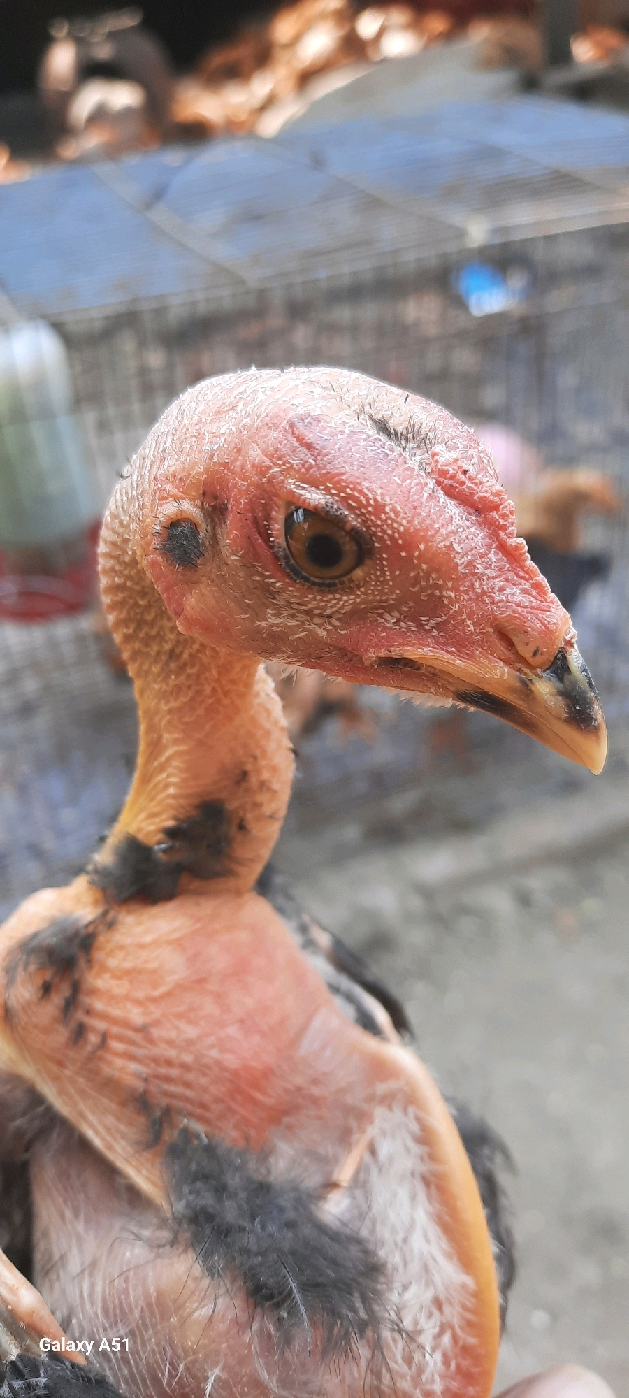 A close-up, vertical, eye-level shot captures a nearly featherless chicken's head and upper body against a blurred background of what appears to be agricultural fencing and other fowl. The chicken's prominent features include its wrinkled, pinkish-red head, a light brown eye with a dark pupil, and a light brown beak with black accents at the tip. Patches of dark feathers are visible on its neck and chest. The background, out of focus, suggests an outdoor environment with wire fencing and the presence of other birds. The lower-left corner of the image displays the text "Galaxy A51". The scene is situated in the rural landscape of Jatitengah, Indonesia.
