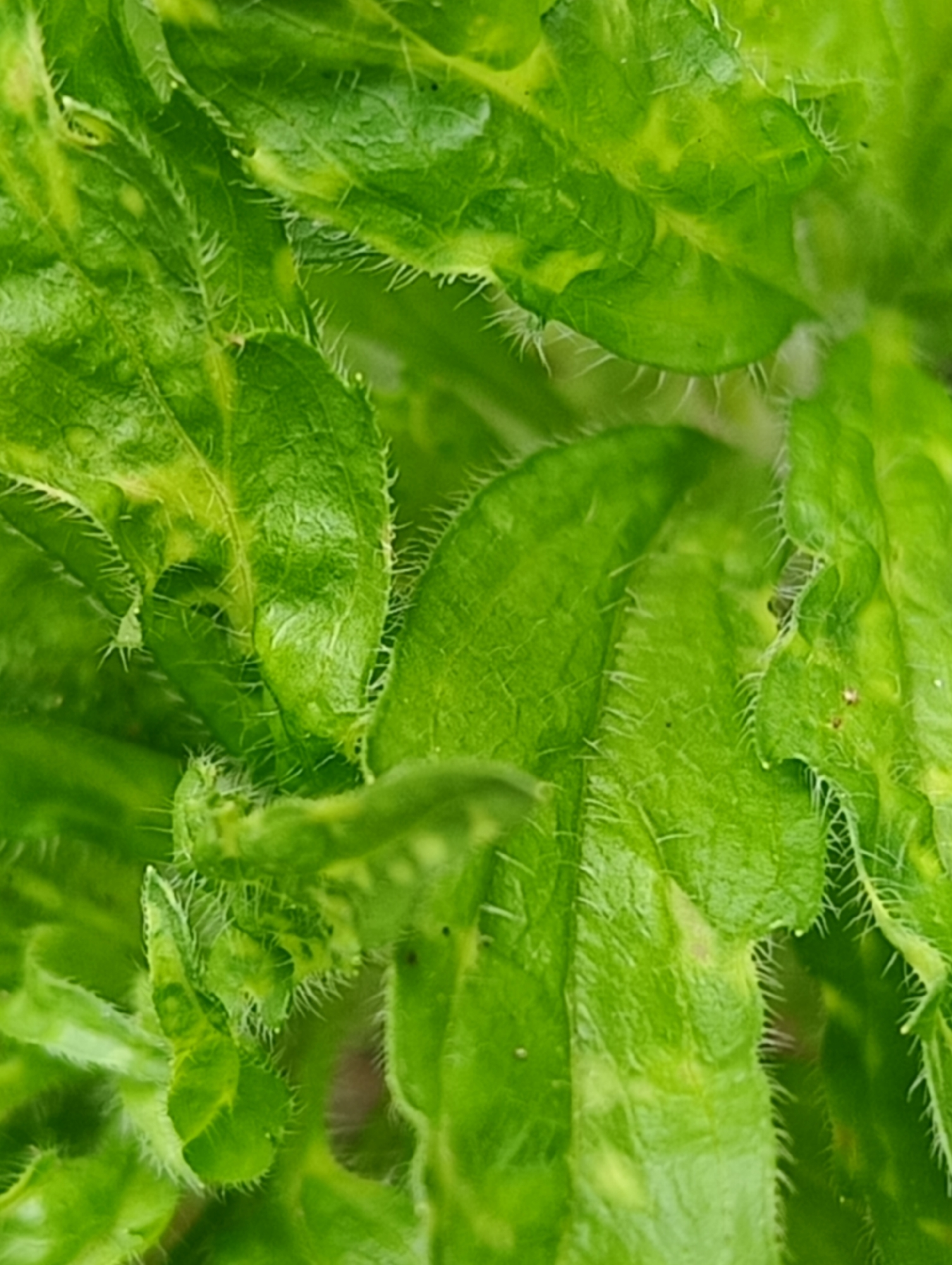 This is a close-up, macro-level photographic record of several plant leaves, exhibiting various shades of green, located in Unknown, Unknown. The leaves are densely covered with numerous fine, white, hair-like structures (trichomes) visible on their surfaces and along their margins. The leaf surfaces display an irregular texture with visible venation. Several areas exhibit localized lighter green to yellowish discoloration or mottling. No individuals, animals, or manufactured objects are present within the frame. The scene is static, documenting botanical details.